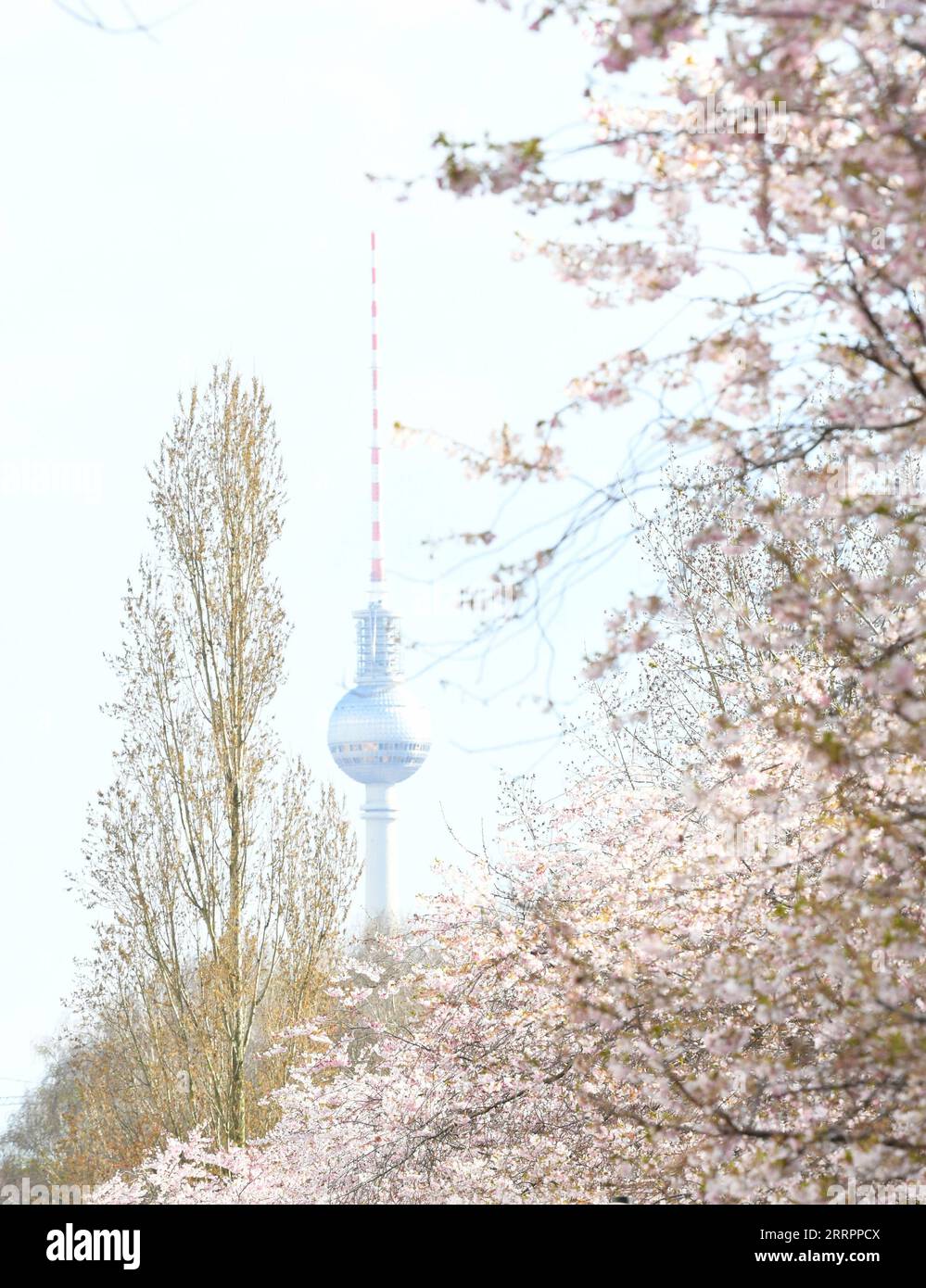 Berlino, Kirschblüte 230406 -- BERLINO, 6 aprile 2023 -- questa foto scattata il 5 aprile 2023 mostra i fiori di ciliegio a Berlino, Germania. GERMANIA-BERLIN-CHERRY BLOSSOM RenxPengfei PUBLICATIONxNOTxINxCHN Foto Stock