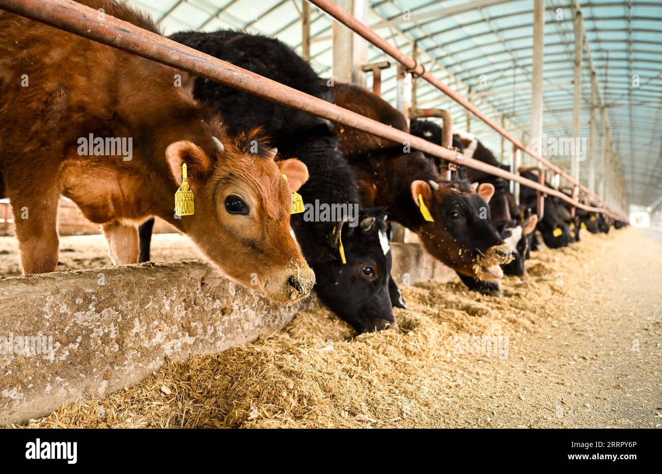 230418 -- TONGLIAO, 18 aprile 2023 -- i vitelli si nutrono in un allevamento di bestiame a Horqin Banner posteriore dell'ala sinistra della città di Tongliao nella regione autonoma della Mongolia interna della Cina settentrionale, il 14 aprile 2023. Grazie agli sforzi compiuti per la scalabilità e la standardizzazione delle operazioni, l'industria del bestiame bovino a Tongliao ha registrato una rapida crescita, con una popolazione di bovini di oltre 3 milioni all'anno. CINA-INTERNO MONGOLIA-TONGLIAO-BOVINO INDUSTRIA CN LIANXZHEN PUBLICATIONXNOTXINXCHN Foto Stock