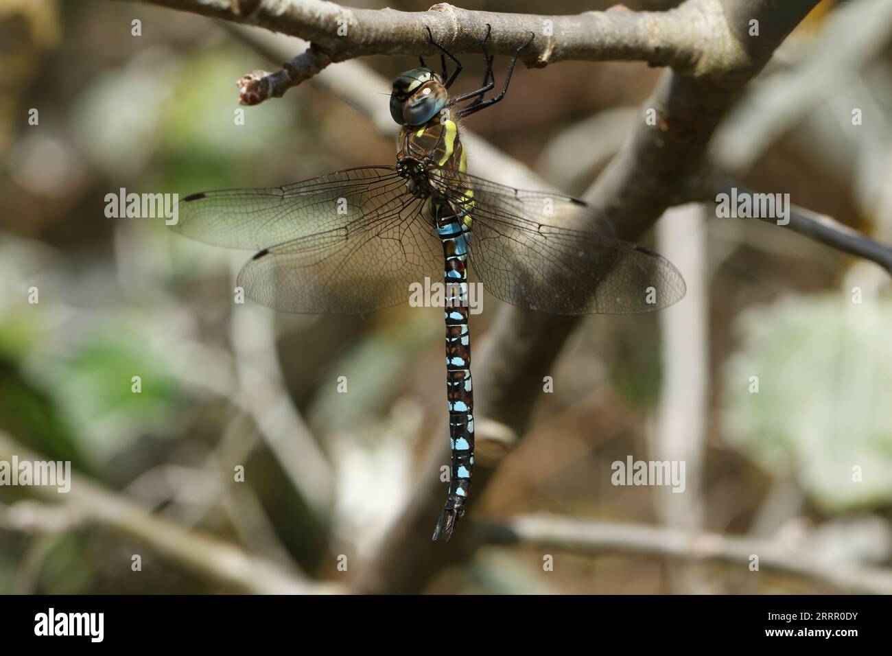 Un Migrant Hawker Dragonfly, Aeshna mixta, che si appollaiava su un ramo al bordo di un lago. Foto Stock