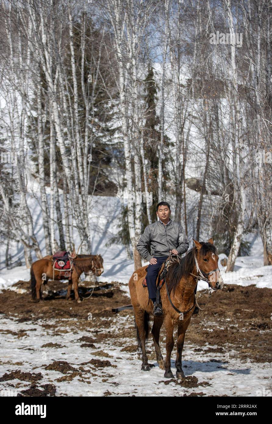 230427 -- HEMU, 27 aprile 2023 -- Suka torna in un allevamento di cavalli nel villaggio di Hemu di Kanas, regione autonoma di Xinjiang Uygur della Cina nord-occidentale, 30 marzo 2023. Hemu Village si trova in un punto panoramico di Kanas lungo il punto di partenza dell'autostrada nazionale G219. Suka, la segretaria del partito del villaggio, sta guidando la gente del posto nel viaggio verso la rivitalizzazione rurale. Entrare a far parte della squadra di cavalli è un'importante fonte di reddito per gli abitanti del villaggio. Ogni membro può portare due cavalli al team per fornire servizi ai turisti. Attualmente, 68 membri del team hanno evitato la povertà, e il loro reddito annuale è Foto Stock
