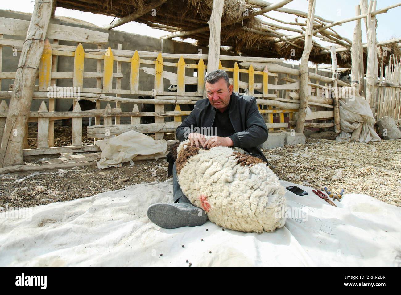 230427 -- YULI, 27 aprile 2023 -- Arkin Reyim cede una pecora al suo recinto di pecore nel villaggio Bax Mali della contea di Yuli, regione autonoma di Xinjiang Uygur della Cina nord-occidentale, 29 marzo 2023. Arkin Reyim è un coltivatore di cotone di 51 anni con più di 300 mu 20 ettari di campi di cotone nel villaggio di Bax Mali della contea di Yuli nello Xinjiang. Il coraggio e la visione unica di Arkin lo hanno spinto a iniziare a coltivare cotone nel 2004, quando si è sposato con la moglie Hasiyat Kasim. Da allora, Arkin si è dedicato alla coltivazione del cotone per oltre 10 anni, rendendolo così un esperto coltivatore di cotone Foto Stock