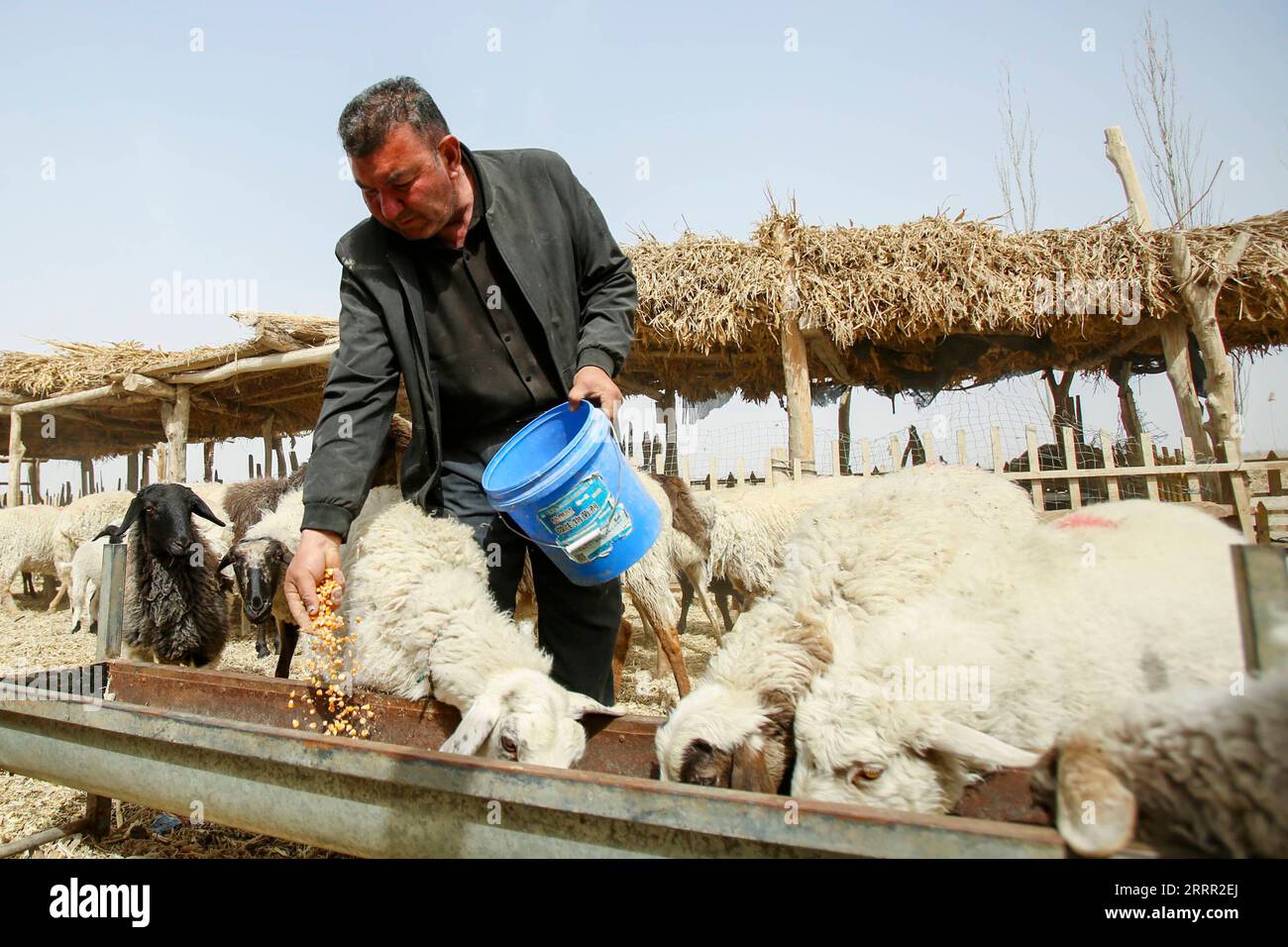 230427 -- YULI, 27 aprile 2023 -- Arkin Reyim nutre le sue pecore nel villaggio Bax Mali della contea di Yuli, regione autonoma dello Xinjiang Uygur della Cina nordoccidentale, 29 marzo 2023. Arkin Reyim è un coltivatore di cotone di 51 anni con più di 300 mu 20 ettari di campi di cotone nel villaggio di Bax Mali della contea di Yuli nello Xinjiang. Il coraggio e la visione unica di Arkin lo hanno spinto a iniziare a coltivare cotone nel 2004, quando si è sposato con la moglie Hasiyat Kasim. Da allora, Arkin si è dedicato alla coltivazione del cotone per oltre 10 anni, rendendolo così un coltivatore di cotone esperto nella contea. In t Foto Stock