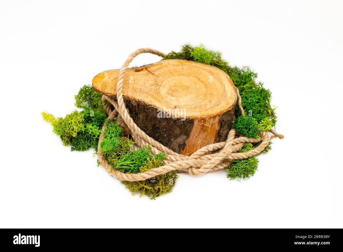 Sezione trasversale del tronco dell'albero con corda di iuta e lichene, sfondo vuoto per la visualizzazione del prodotto, isolato su sfondo bianco Foto Stock