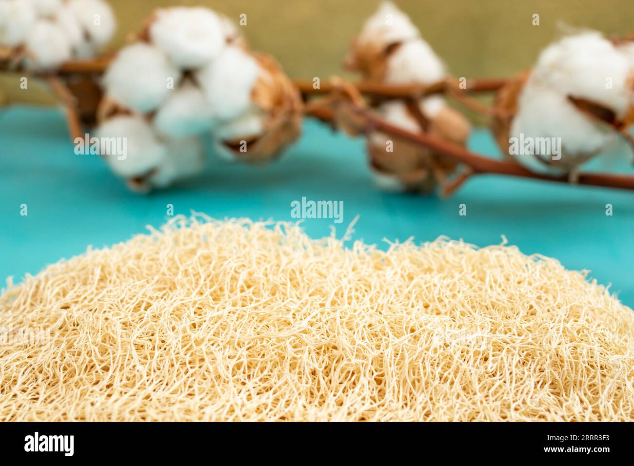 Prodotti da bagno sullo sfondo con scrub di loofah e boccioli di fiori di cotone su tavole di legno blu e sfondo dorato Foto Stock