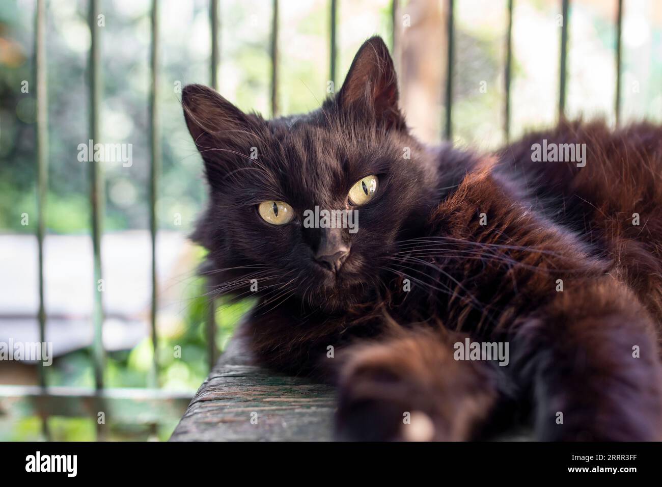 Primo piano di un gatto nero dalla lunga pelliccia, che prende il sole all'esterno con griglie di recinzione dietro Foto Stock
