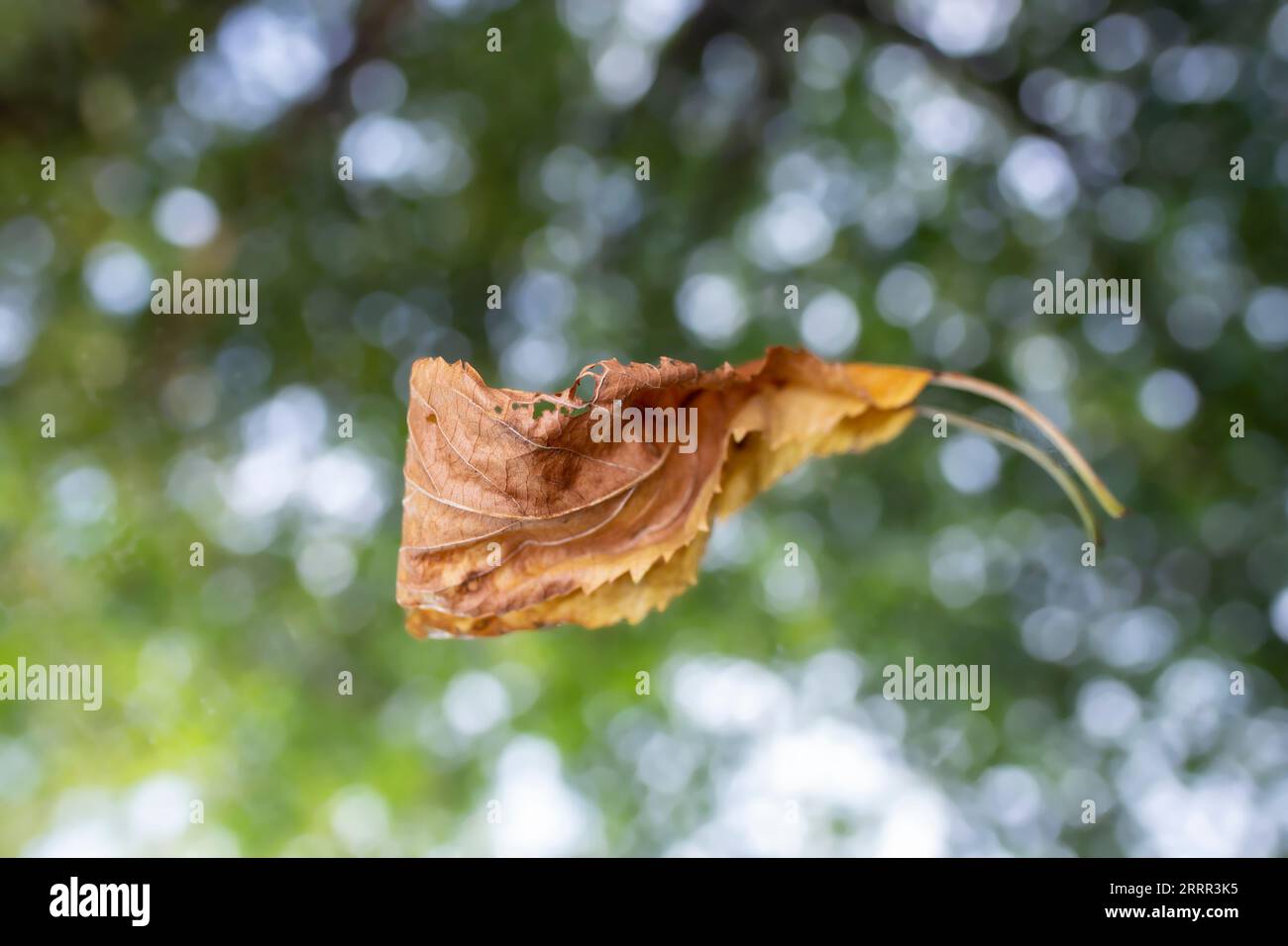 Foglie secche in decomposizione su uno specchio con foglie verdi sfocate sullo sfondo Foto Stock