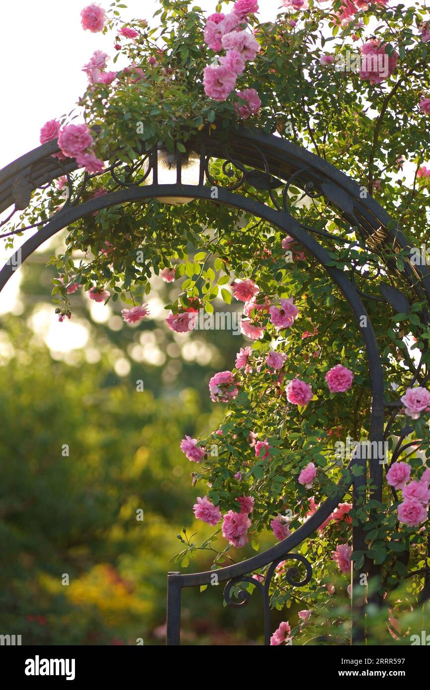 Fiori di rosa saliti su una porta d'epoca aperta del giardino. Nel villaggio fioriscono bellissime rose estive. Grande cespuglio di rose appeso sopra il cancello d'ingresso in metallo. Foto Stock