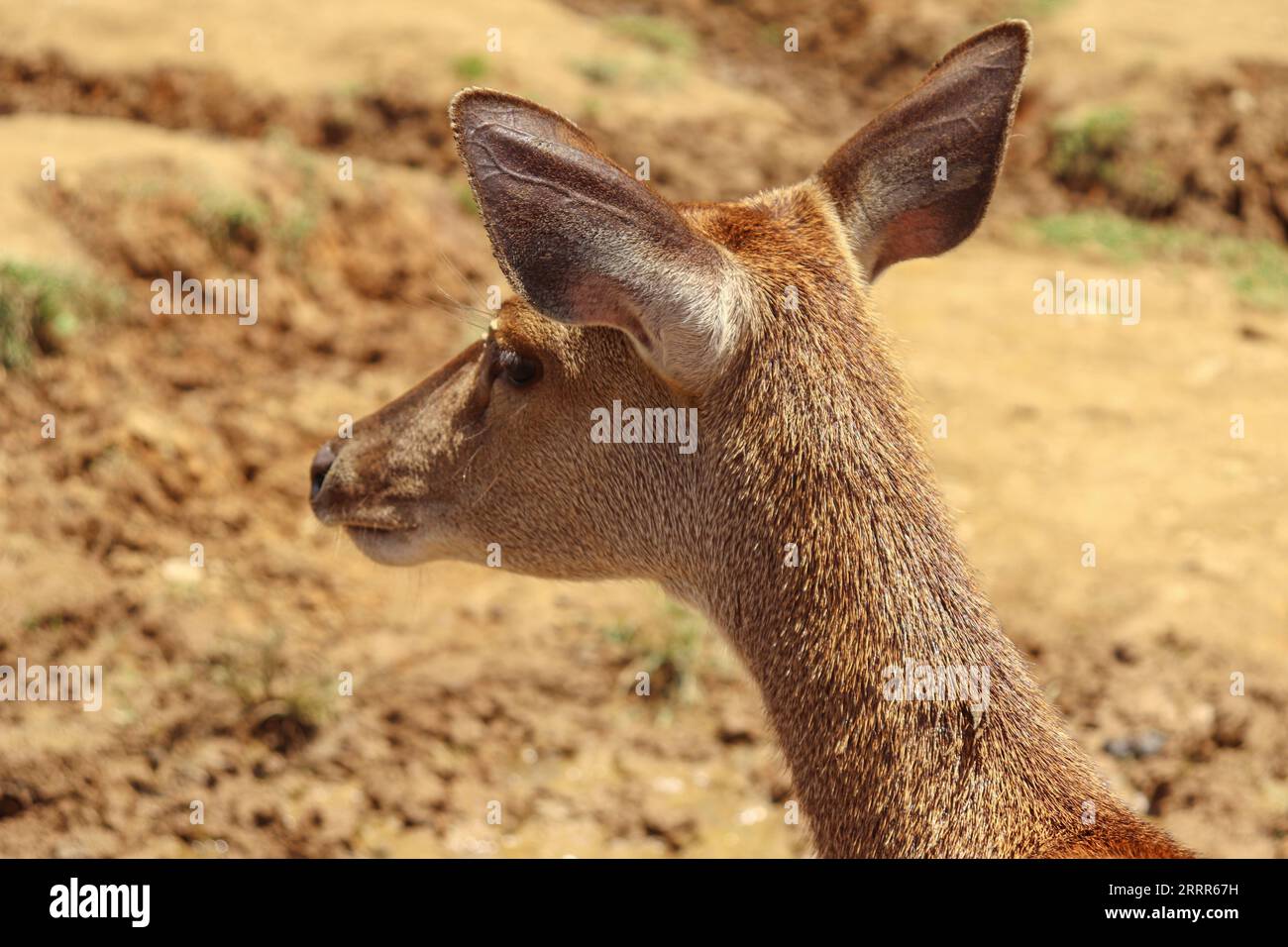 Un giovane cervo su un terreno ampio dalla Back View Foto Stock