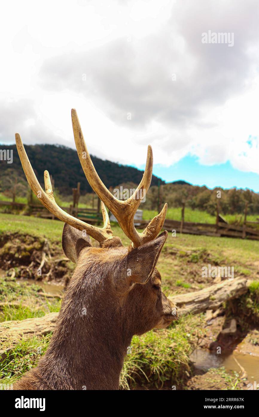 Cervo maschio adulto che guarda la natura dalla vista posteriore Foto Stock