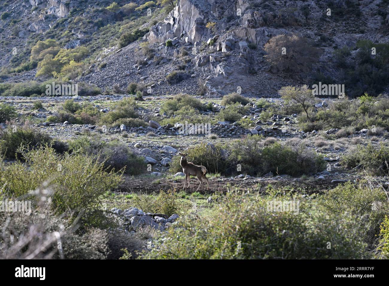 230512 -- ARAXAN, 12 maggio 2023 -- Un cervo rosso è raffigurato nella riserva naturale nazionale di Helan Mountain in Araxan Left Banner, regione autonoma della Mongolia interna della Cina settentrionale, 11 maggio 2023. CINA-INTERNO MONGOLIA-HELAN MONTAGNA-RISERVA NATURALE-PAESAGGIO CN BEIXHE PUBLICATIONXNOTXINXCHN Foto Stock