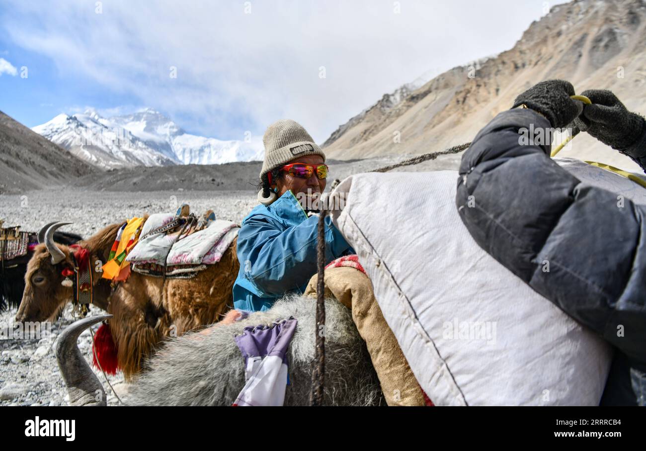 230522 -- LHASA, 22 maggio 2023 -- Un mandriano carica la merce su uno yak nel campo base del Monte Qomolangma nella regione Autonoma del Tibet della Cina sud-occidentale, 12 maggio 2023. A causa delle complicate condizioni naturali della vetta più alta del mondo, il Monte Qomolangma, il trasporto di yak è diventato un mezzo essenziale per trasportare merci e materiali per la spedizione scientifica al Monte Qomolangma. Pastori che vivono nella Zhaxizom Township della contea di Tingri, la più vicina township amministrativa in Cina al Monte Qomolangma, ha fornito servizi yak agli scalatori in risposta alla domanda. Il lavoro degli yak dei pastori Foto Stock