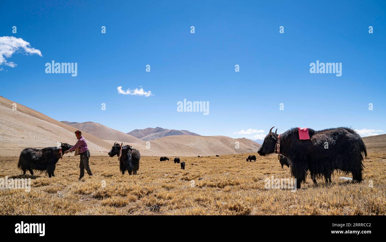 230522 -- LHASA, 22 maggio 2023 -- Un allevatore nutre yak nel villaggio di Zangpu della città di Zhaxizom, contea di Tingri, città di Xigaze, regione autonoma del Tibet della Cina sud-occidentale, 20 maggio 2023. A causa delle complicate condizioni naturali della vetta più alta del mondo, il Monte Qomolangma, il trasporto di yak è diventato un mezzo essenziale per trasportare merci e materiali per la spedizione scientifica al Monte Qomolangma. Pastori che vivono nella Zhaxizom Township della contea di Tingri, la più vicina township amministrativa in Cina al Monte Qomolangma, ha fornito servizi yak agli scalatori in risposta alla domanda. Il lavoro dei pastori Foto Stock