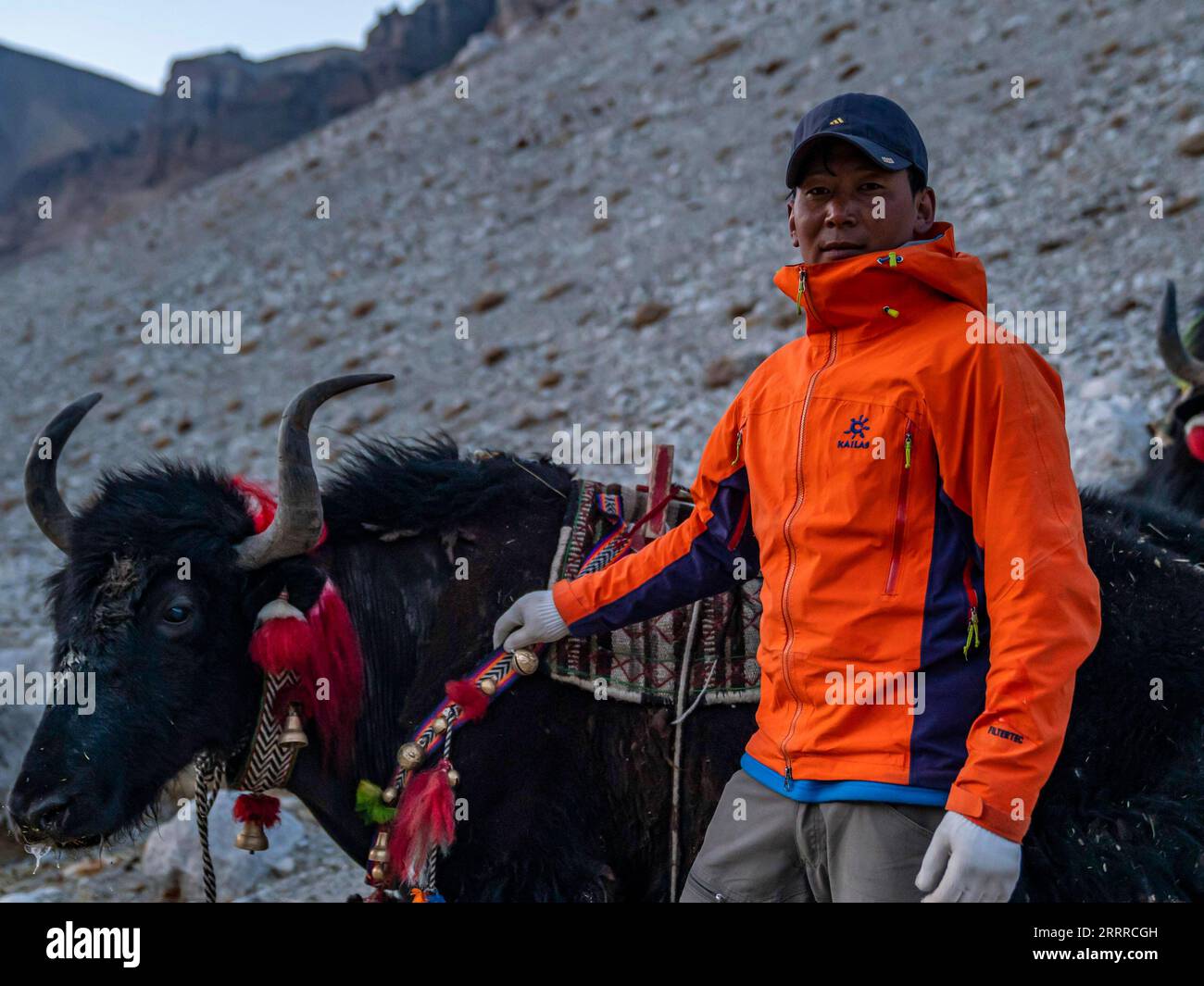 230522 -- LHASA, 22 maggio 2023 -- Herdsman Palden posa con i suoi yak nella regione autonoma del Tibet della Cina sud-occidentale, 17 maggio 2023. A causa delle complicate condizioni naturali della vetta più alta del mondo, il Monte Qomolangma, il trasporto di yak è diventato un mezzo essenziale per trasportare merci e materiali per la spedizione scientifica al Monte Qomolangma. Pastori che vivono nella Zhaxizom Township della contea di Tingri, la più vicina township amministrativa in Cina al Monte Qomolangma, ha fornito servizi yak agli scalatori in risposta alla domanda. Il lavoro di trasporto dello yak dei pastori di solito inizia a camminare per Foto Stock