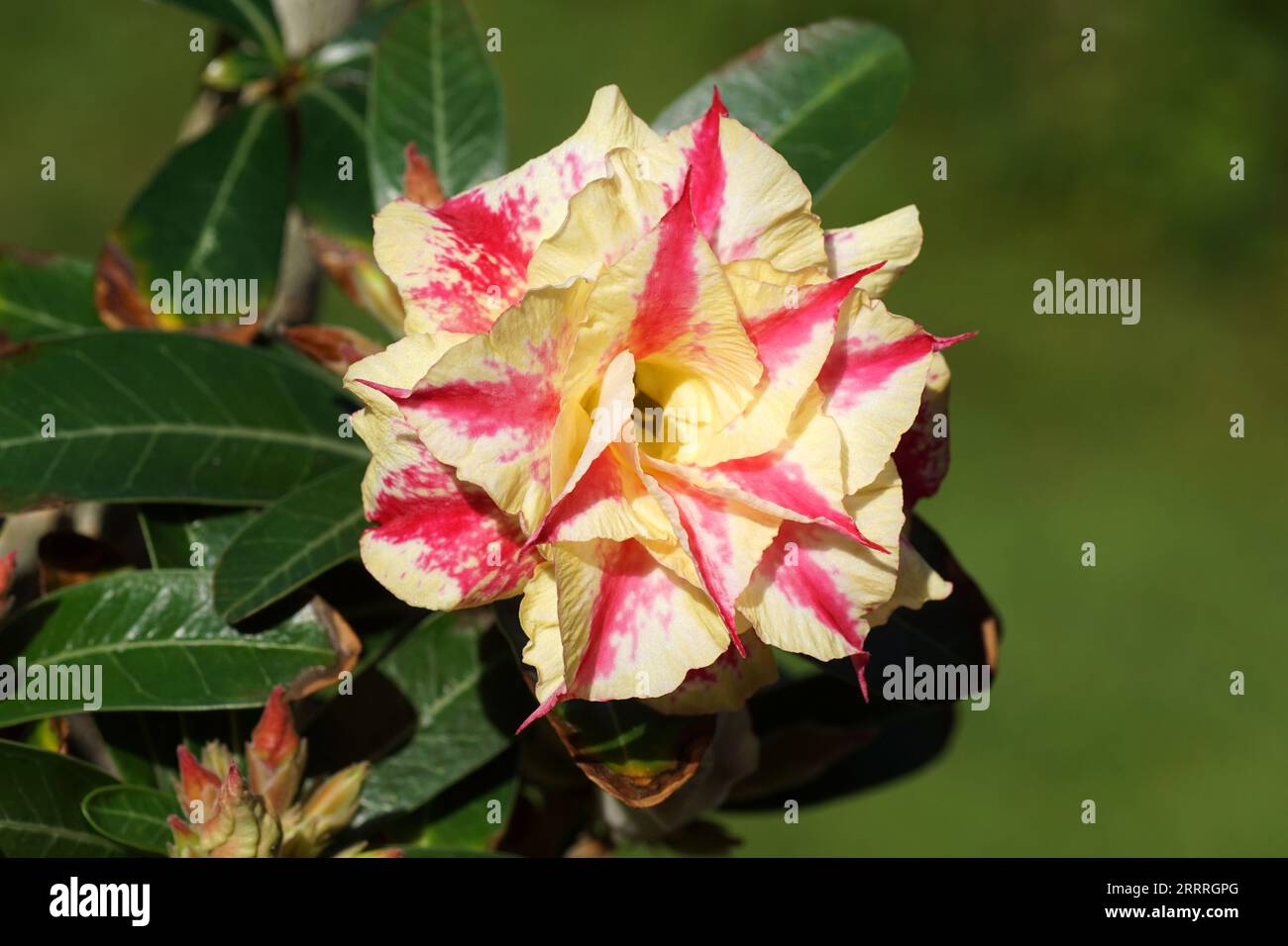 Fiore da vicino di Adenium Obesum, Desert Rose Plant, famiglia dogbane Apocynaceae. Impianto domestico. Giardino sfocato. Fine estate, settembre, Paesi Bassi Foto Stock