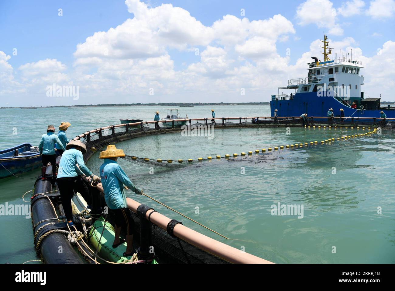 230530 -- ZHANJIANG, 30 maggio 2023 -- i pescatori raccolgono fret d'oro da una gabbia di reti marine profonde in un acquafarm della contea di Xilian, nella città di Zhanjiang, nella provincia del Guangdong della Cina meridionale, 27 maggio 2023. Lo Zhanjiang è una delle più grandi basi dorate di pomfret in Cina. Ogni anno, qui vengono raccolte circa 100.000 tonnellate di pomfret d'oro, che rappresentano dal 30% al 40% della produzione nazionale. Oltre a rifornire il mercato cinese, i pomfret di Zhanjiang sono esportati anche negli Stati Uniti, in India e in Malaysia. CHINA-GUANGDONG-ZHANJIANG-XUWEN COUNTY-GOLDEN POM Foto Stock