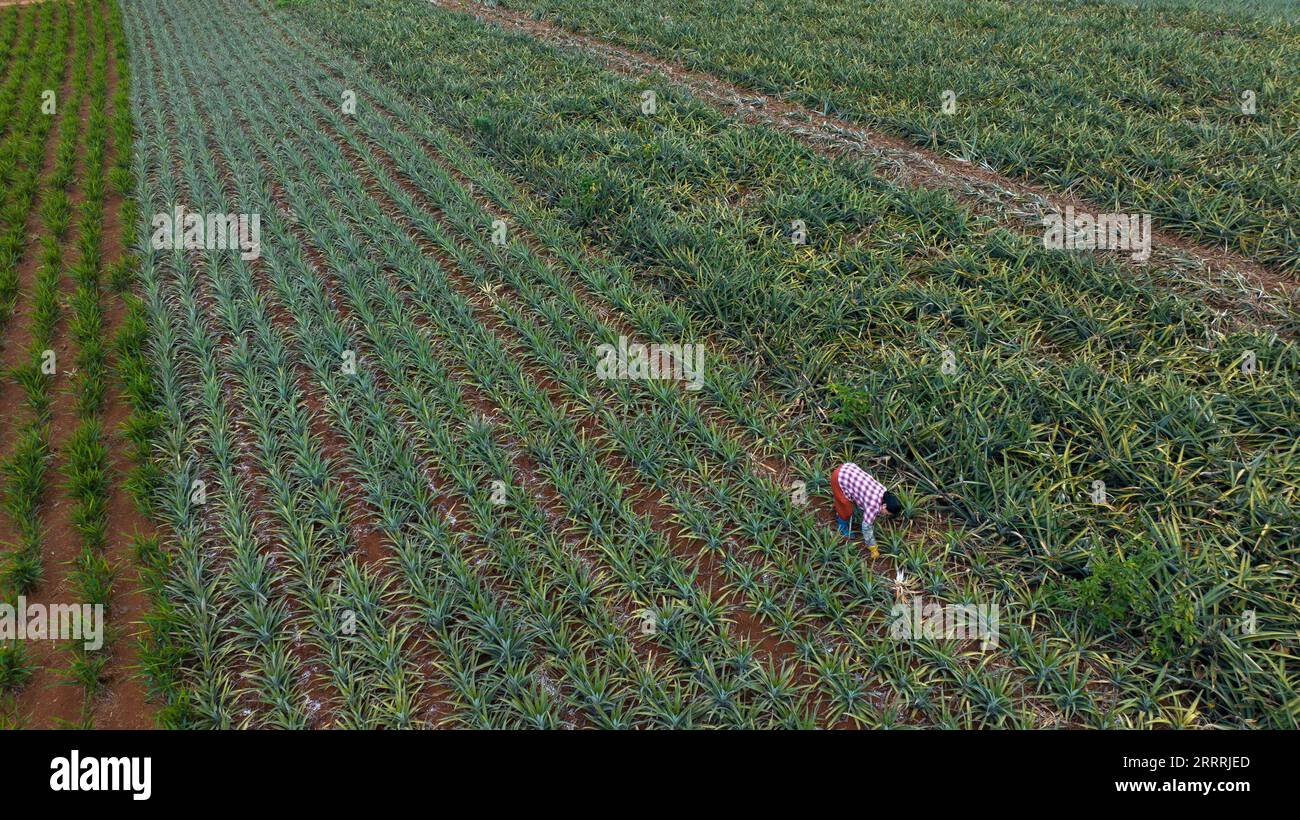 230531 -- ZHANJIANG, 31 maggio 2023 -- questa foto aerea scattata il 26 maggio 2023 mostra un agricoltore che lavora nel campo degli ananas nella Qujie Township della contea di Xuwen, nella città di Zhanjiang, nella provincia del Guangdong della Cina meridionale. La contea di Xuwen è un importante produttore di ananas, con una superficie di impianto di oltre 350.000 mu 23.333 ettari. CHINA-GUANGDONG-ZHANJIANG-ANANAS FIELD CN MAOXSIQIAN PUBLICATIONXNOTXINXCHN Foto Stock