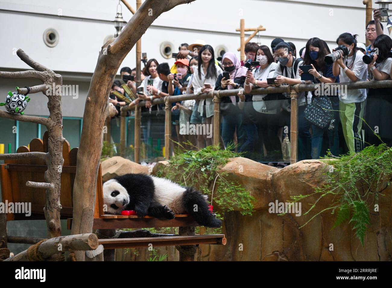 230531 -- KUALA LUMPUR, 31 maggio 2023 -- Panda gigante Sheng Yi celebra il suo secondo compleanno al Giant Panda Conservation Center dello Zoo Negara vicino a Kuala Lumpur, Malesia, 31 maggio 2023. Il Giant Panda Conservation Center nello zoo di Negara vicino a Kuala Lumpur è attualmente sede di una famiglia di quattro persone, tra cui il padre del panda gigante Xing Xing, la madre Liang Liang e le loro figlie Yi Yi e Sheng Yi. MALESIA-KUALA LUMPUR-PANDA ZhuxWei PUBLICATIONxNOTxINxCHN Foto Stock