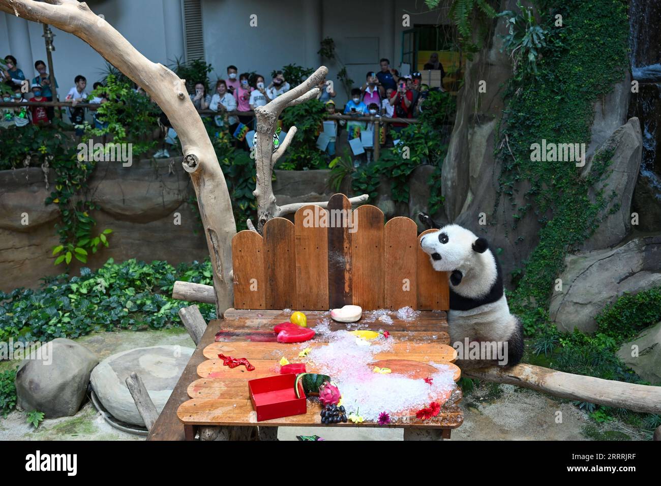 230531 -- KUALA LUMPUR, 31 maggio 2023 -- Panda gigante Sheng Yi celebra il suo secondo compleanno al Giant Panda Conservation Center dello Zoo Negara vicino a Kuala Lumpur, Malesia, 31 maggio 2023. Il Giant Panda Conservation Center nello zoo di Negara vicino a Kuala Lumpur è attualmente sede di una famiglia di quattro persone, tra cui il padre del panda gigante Xing Xing, la madre Liang Liang e le loro figlie Yi Yi e Sheng Yi. MALESIA-KUALA LUMPUR-PANDA ZhuxWei PUBLICATIONxNOTxINxCHN Foto Stock