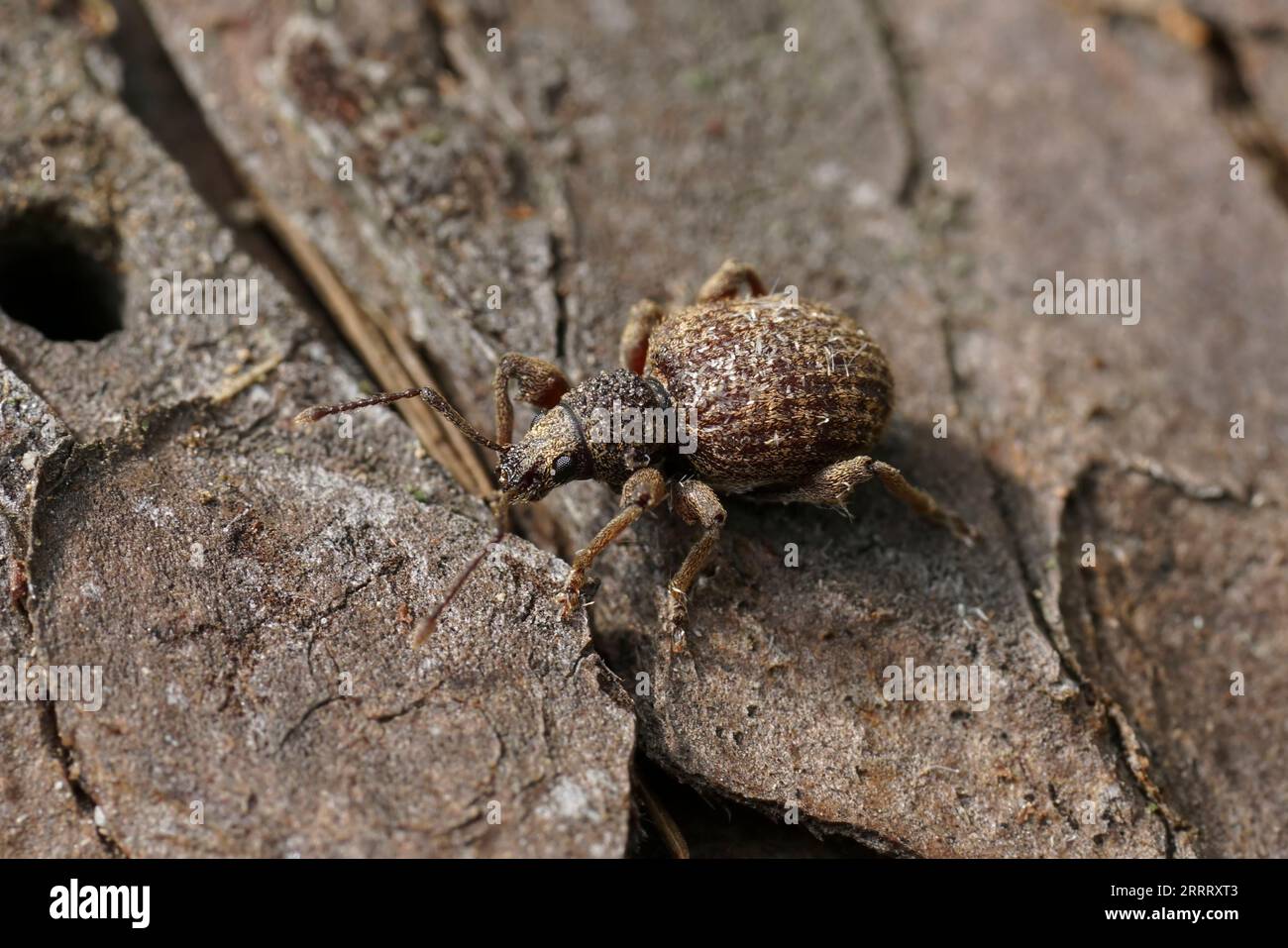 Primo piano naturale sul piccolo privet marrone dal naso largo weevil, Otiorhynchus crataegi seduto su legno Foto Stock