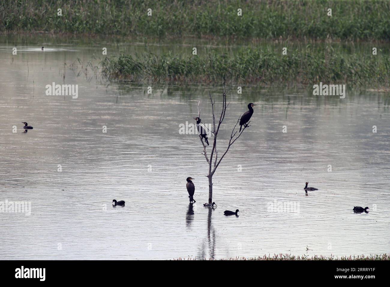 230616 -- ANKARA, 16 giugno 2023 -- foto scattata il 16 giugno 2023 mostra i cormorani al Nallihan Bird Sanctuary ad Ankara, T¹rkiye. Foto di /Xinhua TRKIYE-ANKARA-NALLIHAN BIRD SANCTUARY MustafaxKaya PUBLICATIONxNOTxINxCHN Foto Stock