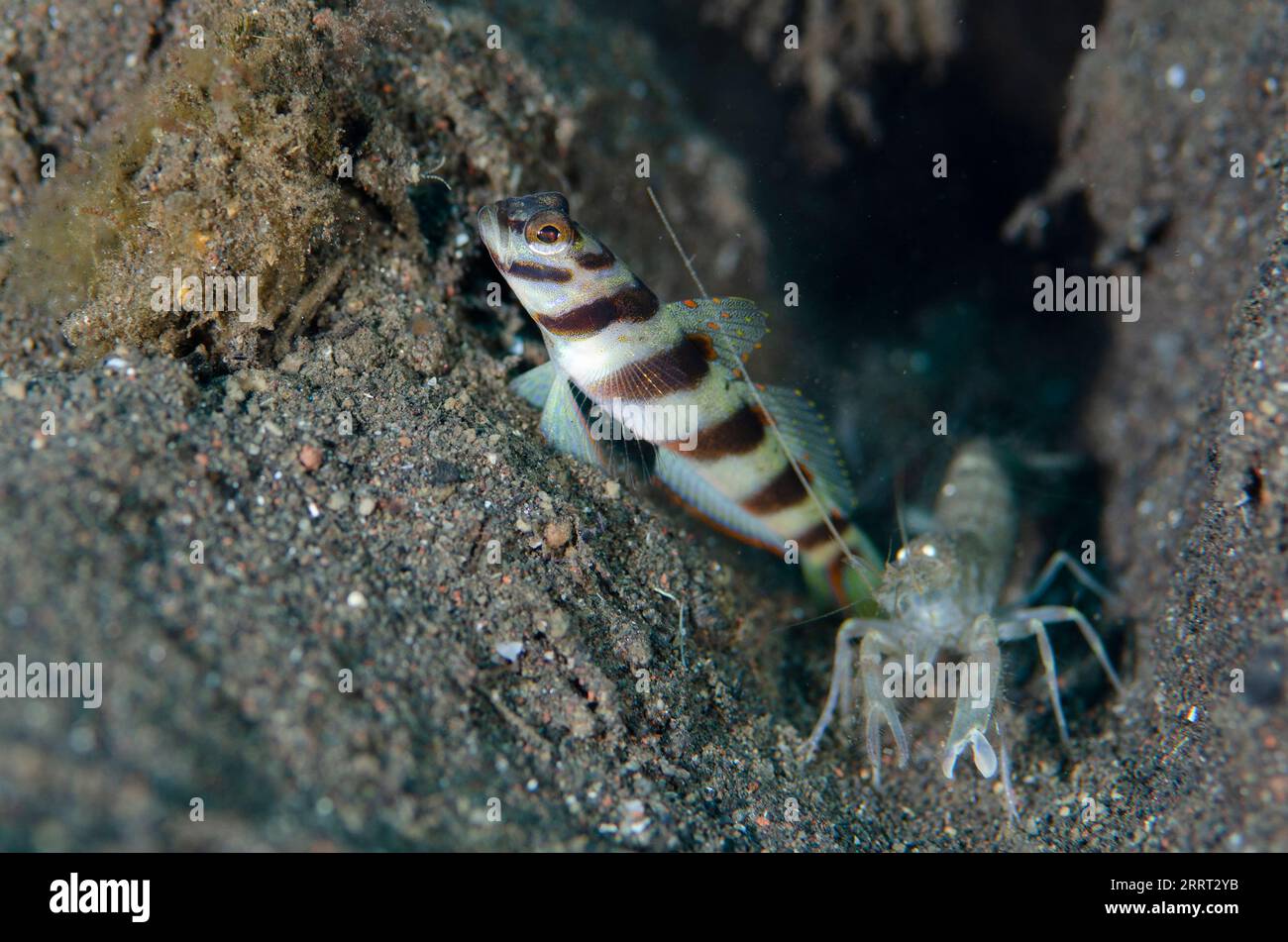 Slantbar Shrimpgoby, Amblyeleotris diagonalis, con gamberetti a scatto, Alpheus sp, Bulakan Slope, Seraya, Karangasem, Bali, Indonesia Foto Stock