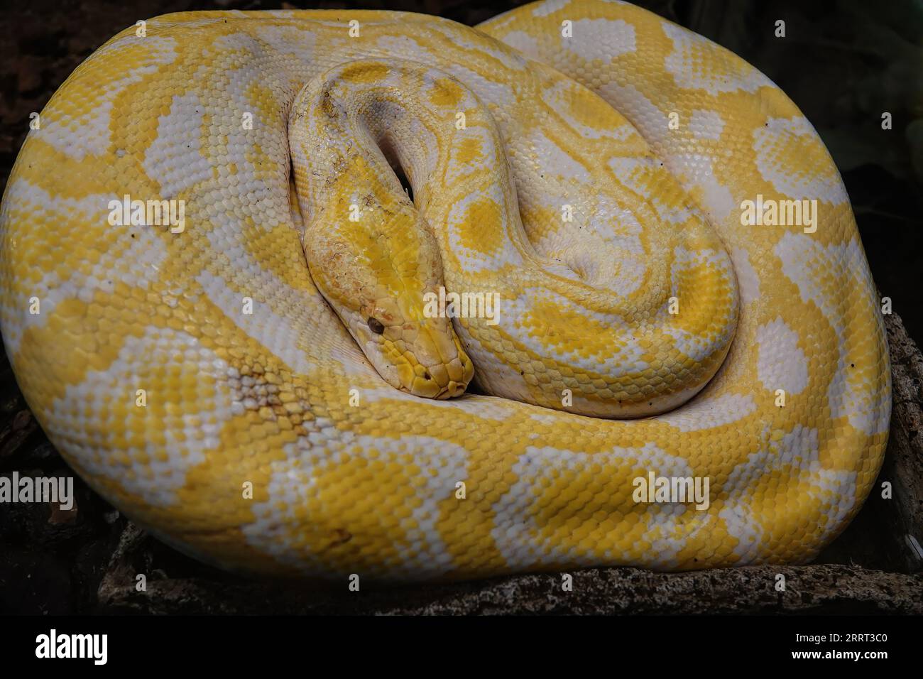 Primo piano su un colorato pitone birmano albino regius dorato, grande, arricciato, con segni gialli in un terrario Foto Stock