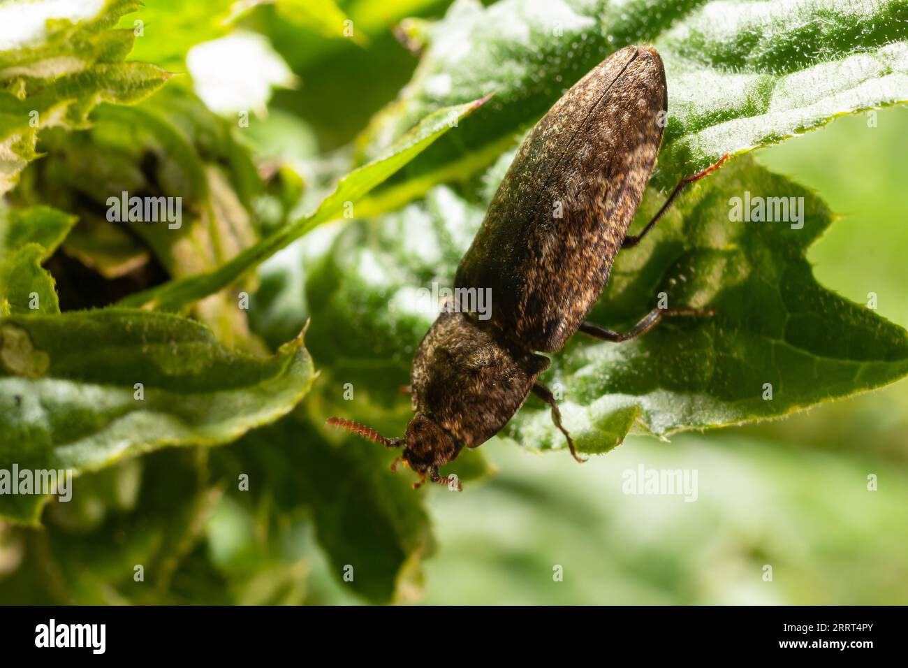 Il culo di culo è un uccello della famiglia degli Psittacidi. È comunemente noto come lo scarabeo a scatto rivestito. Le larve sono im Foto Stock