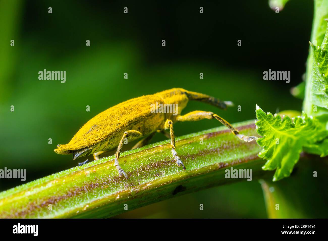 Lo scarabeo, noto anche come Nunus, è uno scarabeo che appartiene alla superfamiglia Curculionoidea, nota per i suoi snout.insects animali allungati Foto Stock