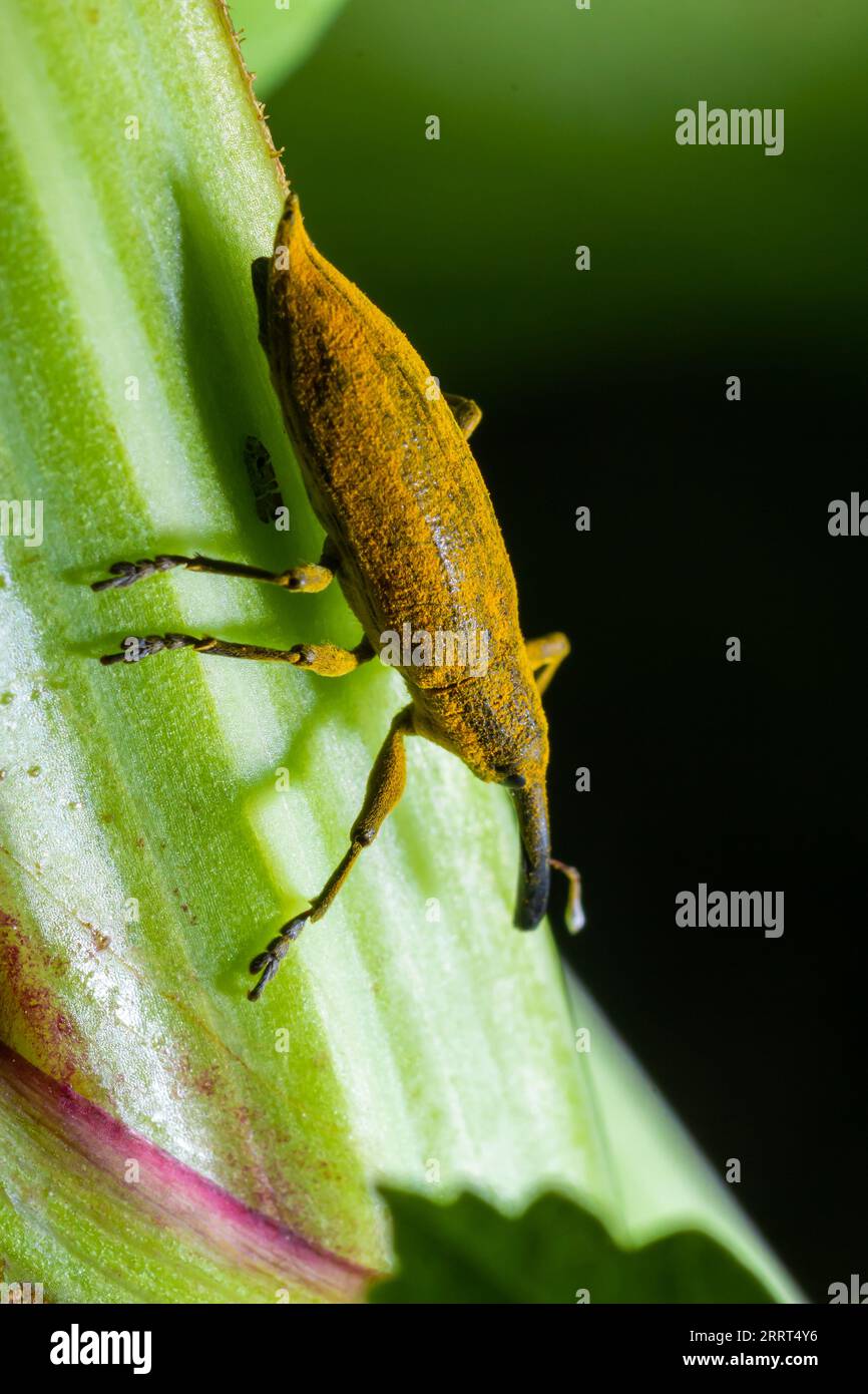 Lo scarabeo, noto anche come Nunus, è uno scarabeo che appartiene alla superfamiglia Curculionoidea, nota per i suoi snout.insects animali allungati Foto Stock