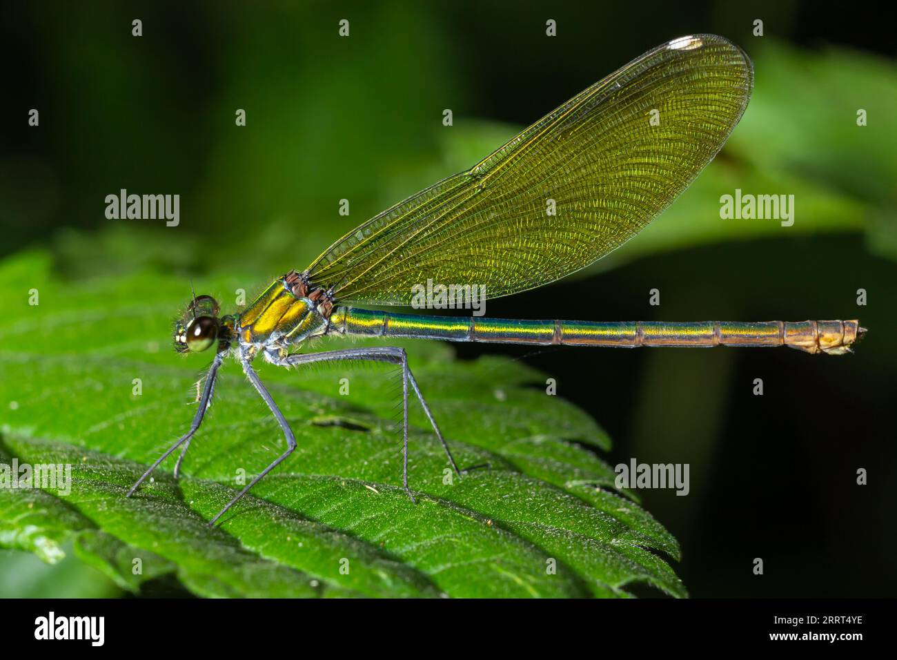 Bandì demoiselle, Calopteryx splendens, seduto su un filo d'erba. Bella demoiselle blu nel suo habitat. Ritratto di insetto con dorso verde tenue Foto Stock