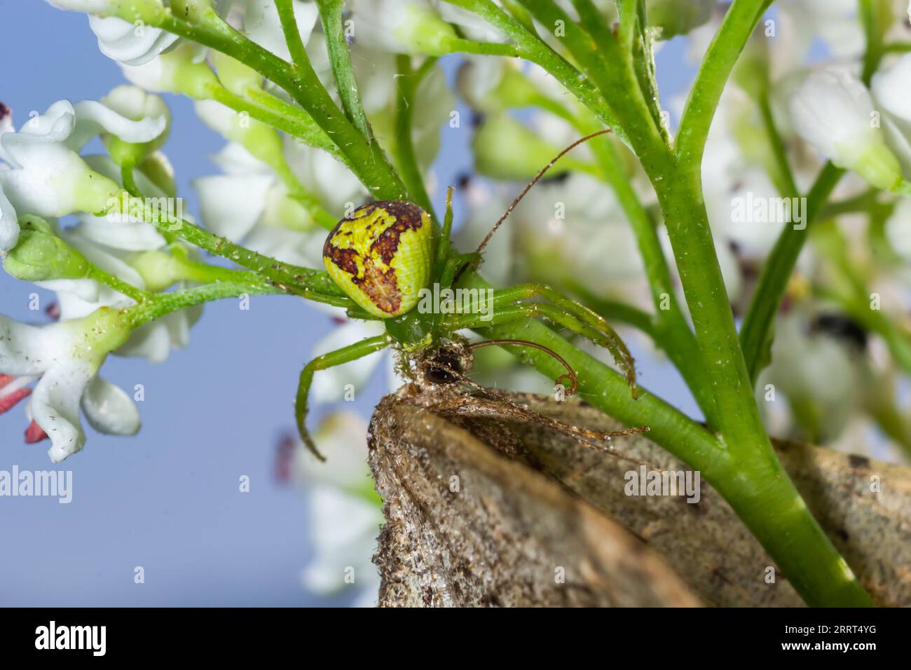 Goldenrod Crab Spider Misumena vatia su un fiore. Primo piano del ragno di granchio di fiore giallo Misumena vatia. Misumena vatia è una specie di ragno di granchio Foto Stock