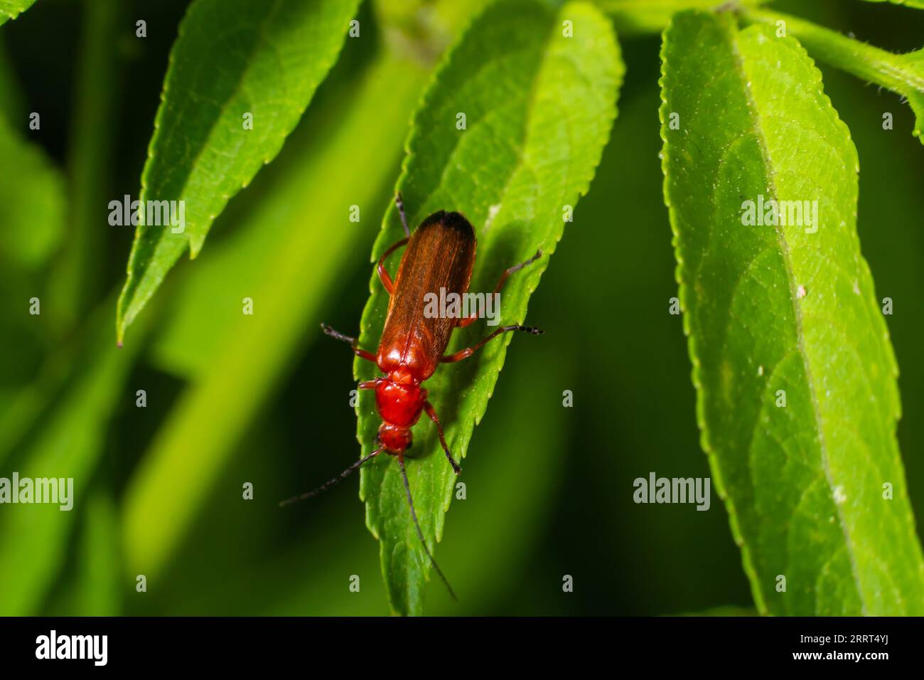 Rhagonycha fulva, il soldato rosso comune scarabeo su una foglia di erba. Foto macro, sfondo sfocato. Foto Stock