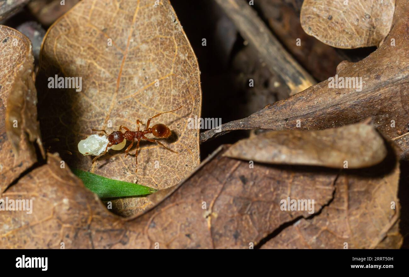 Myrmica ruginodis che trasporta la larva grande. Una formica rossa che sposta un grub in sicurezza all'interno di un nido disturbato. Foto Stock