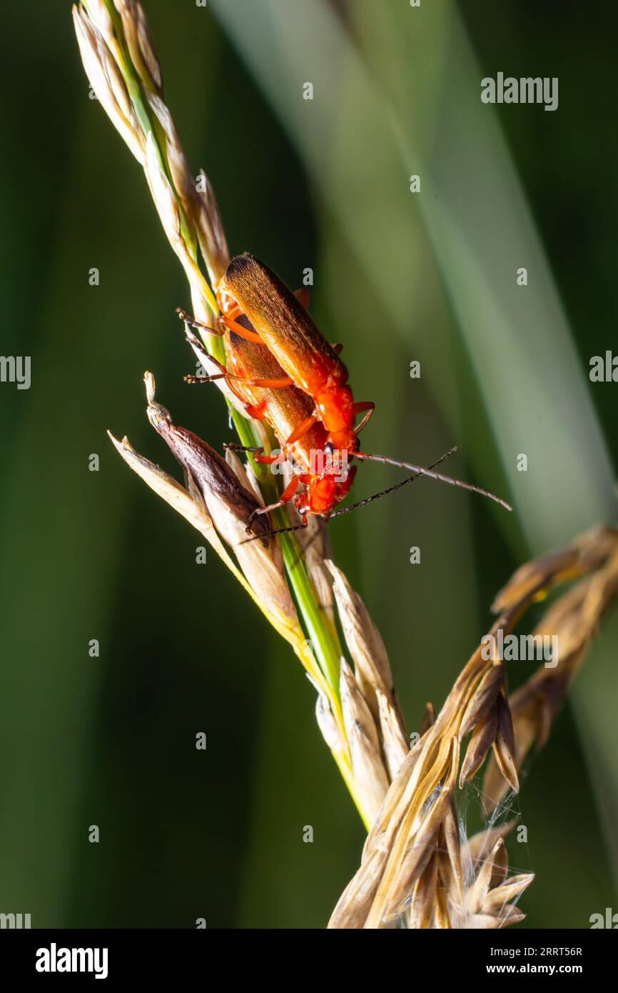 Rhagonycha fulva, il soldato rosso comune scarabeo su una foglia di erba. Foto macro, sfondo sfocato. Foto Stock