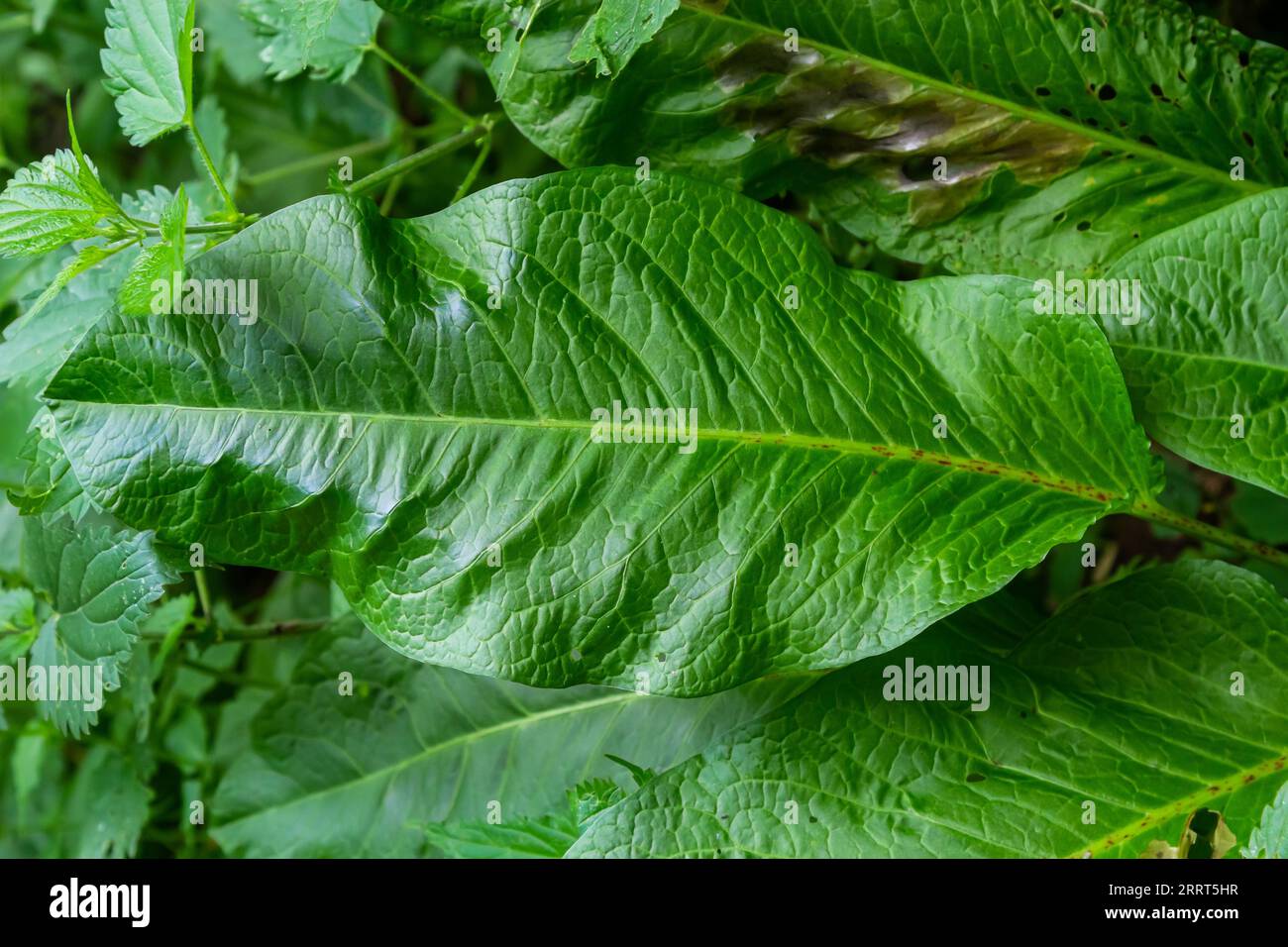 Rumex obtusifolius, comunemente noto come amaro. Foto Stock
