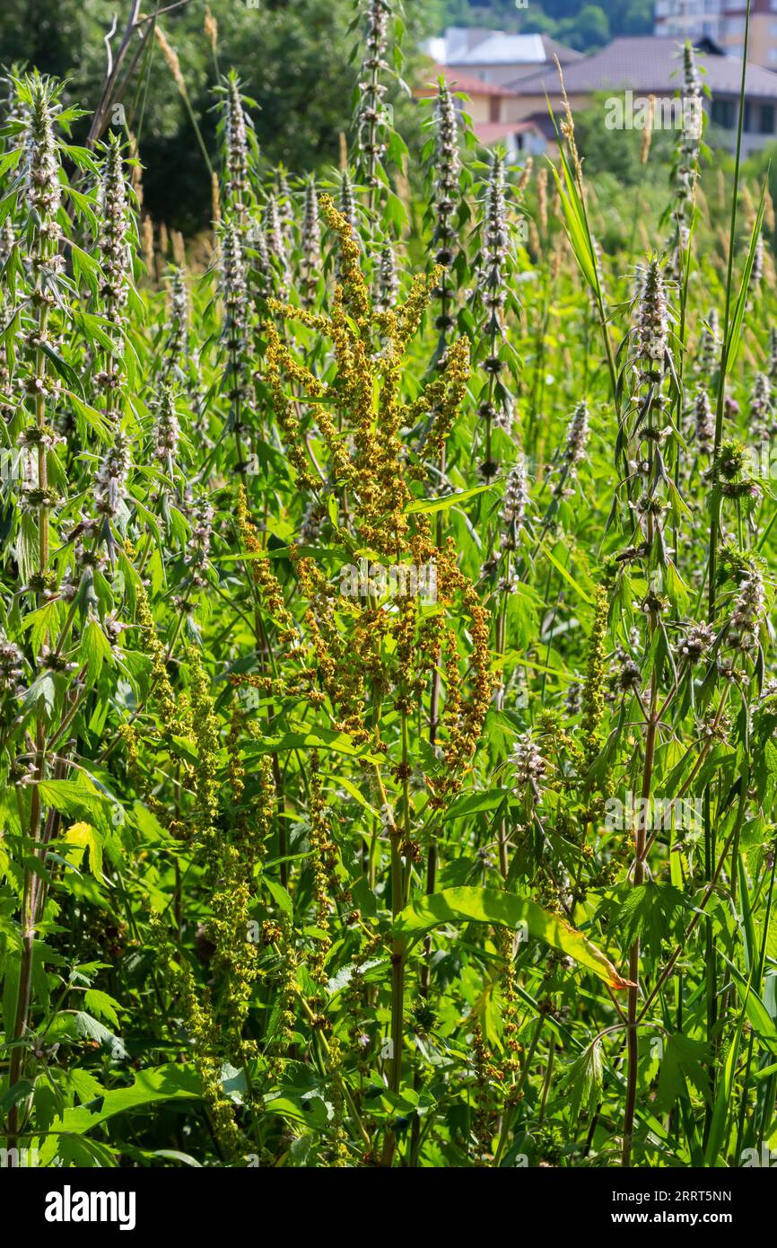 Dettaglio primo piano del fiore Rumex Crispus sotto il caldo sole estivo. Foto Stock