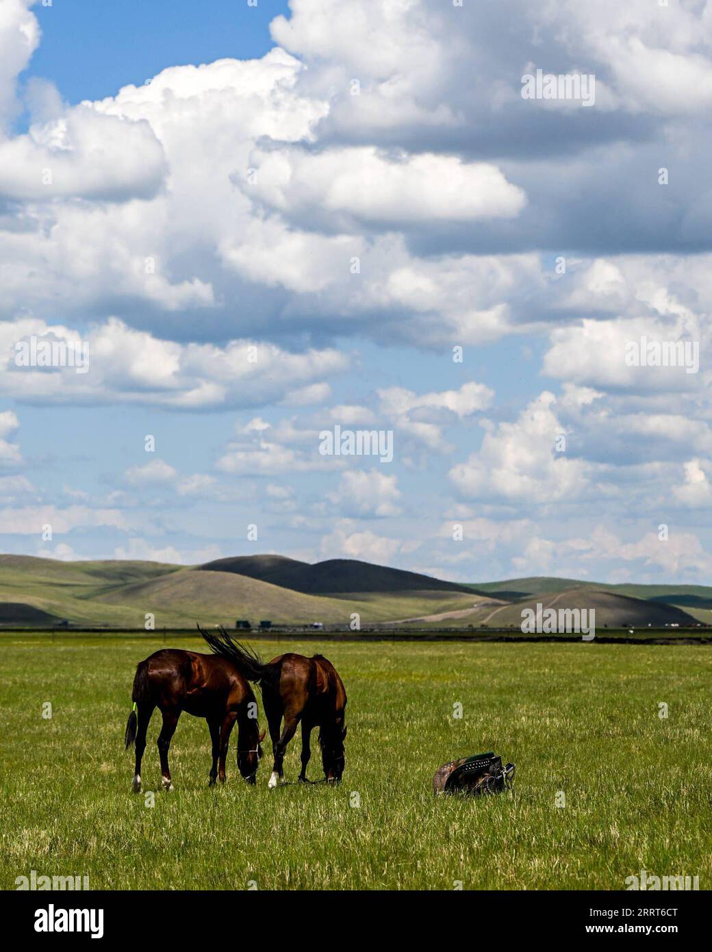 230702 -- HULUN BUIR, 2 luglio 2023 -- cavalli foraggiano sulla prateria di Hulun Buir, regione autonoma della Mongolia interna della Cina settentrionale, 1 luglio 2023. CHINA-INNER MONGOLIA-HULUN BUIR-VIEW CN LIANXZHEN PUBLICATIONXNOTXINXCHN Foto Stock