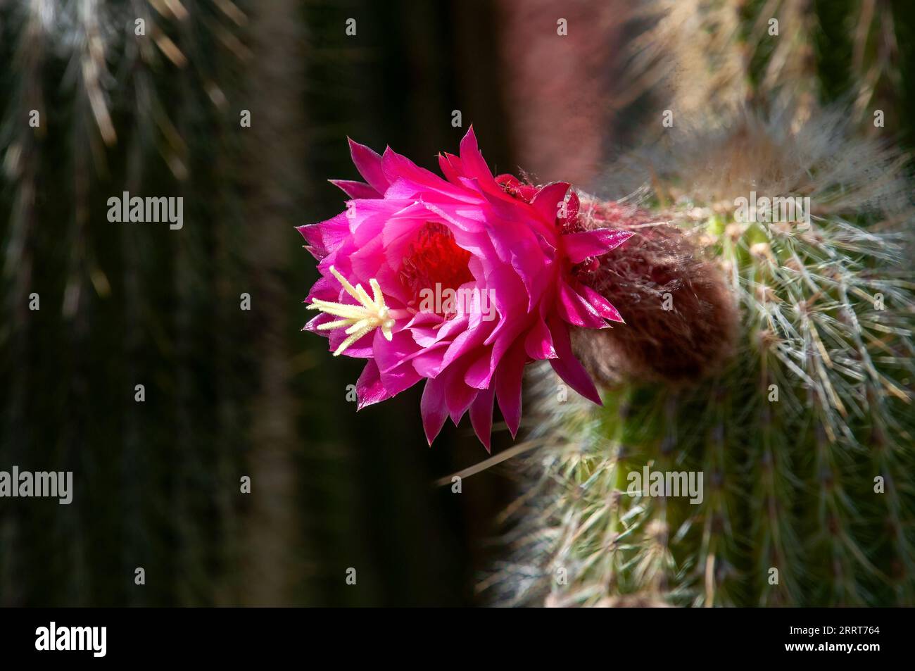Sydney Australia, cannello cactus con fiori viola e lunghi picchi Foto Stock