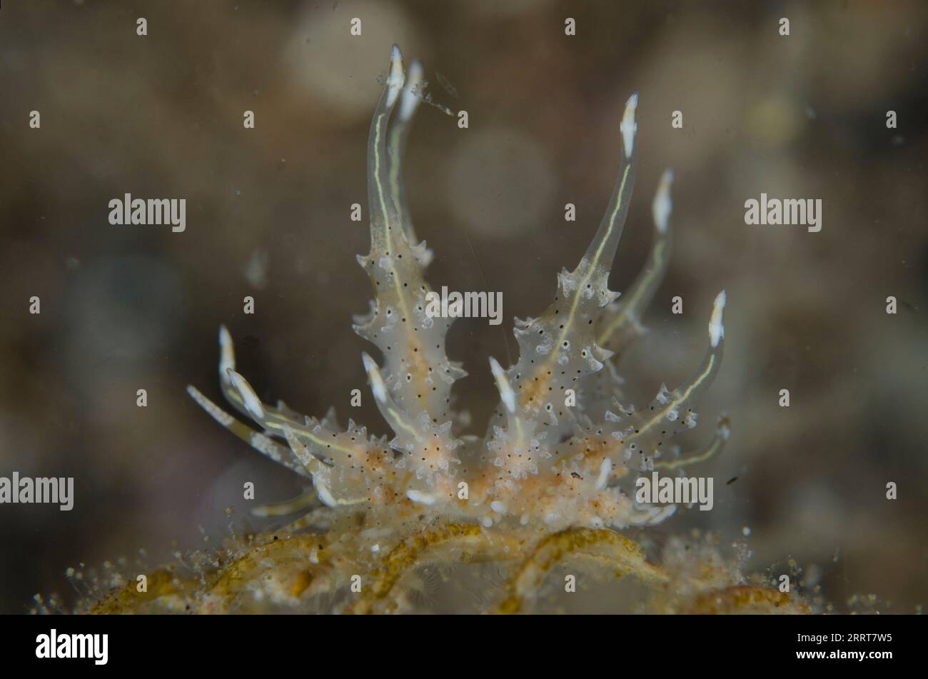 Sea fan Phyllodesmium Nudibranch, Phyllodesmium sp, che mostra strette ghiandole digestive, Bulakan Slope dive site, Seraya, Karangasem, Bali, Indonesia Foto Stock