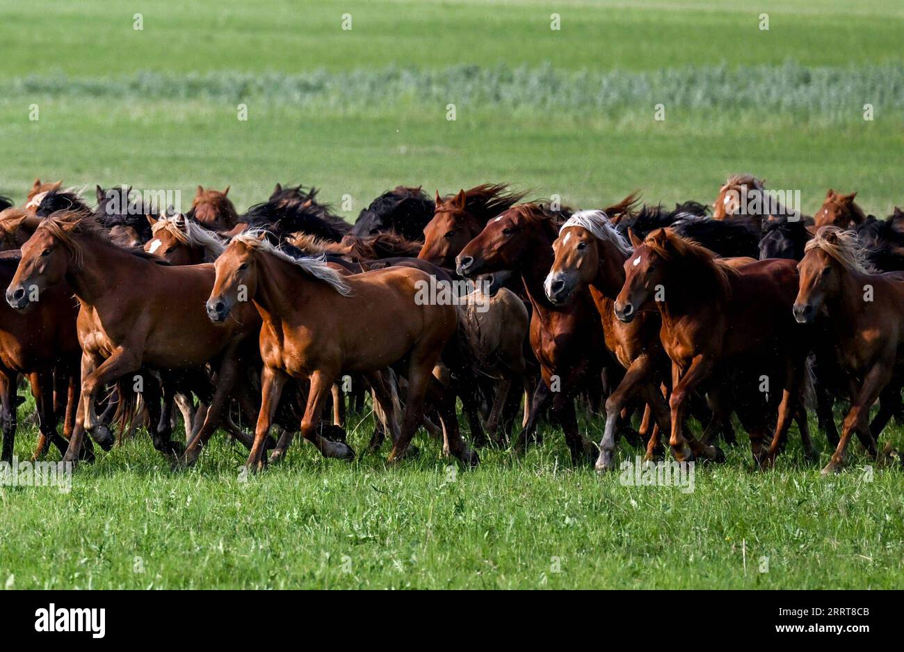 230706 -- TONGLIAO, 6 luglio 2023 -- questa foto scattata il 5 luglio 2023 mostra cavalli che corrono sulla prateria di Holin Gol, nella regione autonoma della Mongolia interna della Cina settentrionale. La pittoresca prateria di Holin Gol, situata all'incrocio tra la prateria di Horqin, la prateria di Xilin Gol e la prateria di Hulunbuir, è una delle praterie primitive della regione autonoma della Mongolia interna. CHINA-INNER MONGOLIA-HOLIN GOL-GRASSLAND CN LIANXZHEN PUBLICATIONXNOTXINXCHN Foto Stock