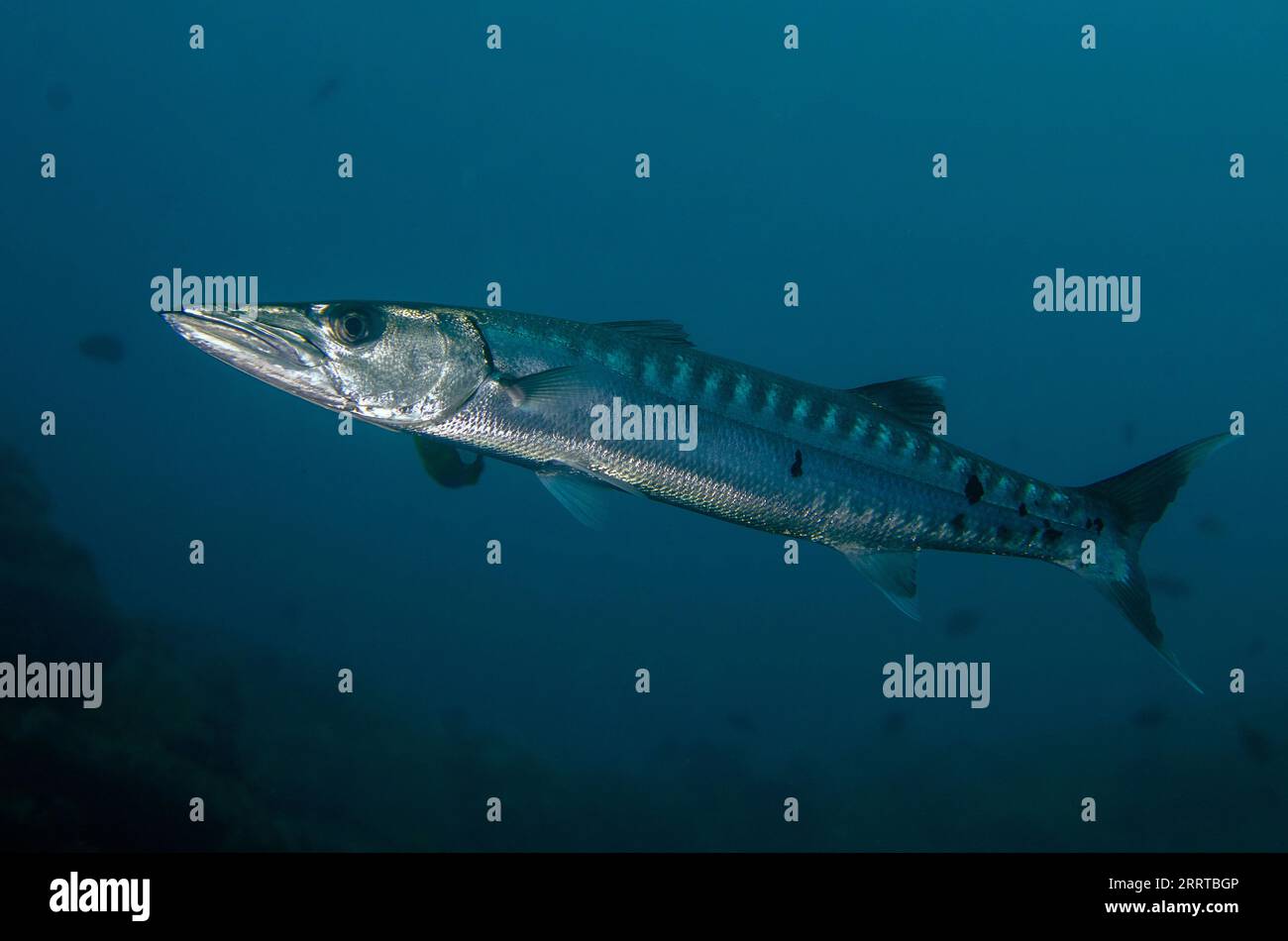 Blackfin Barracuda, Sphyraena qenie, Liberty Wreck Dive Site, Tulamben, Karangasem Regency, Bali, Indonesia Foto Stock