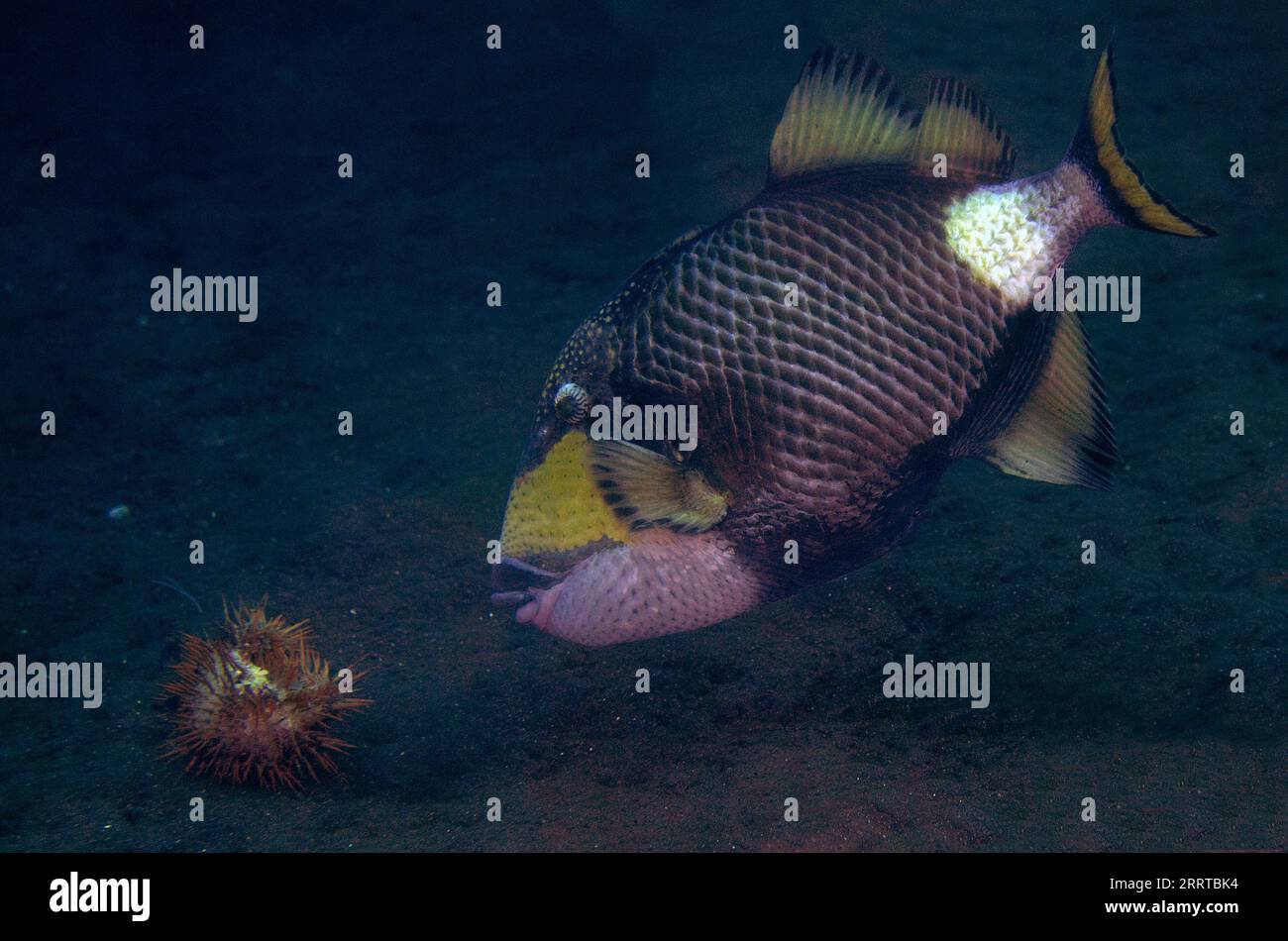 Titan Triggerfish, Balistapus viridescens, nutrirsi del mare della Corona di spine, Acanthaster planci; sito di immersione Wreck Slope, Tulamben, Karangasem Regency Foto Stock