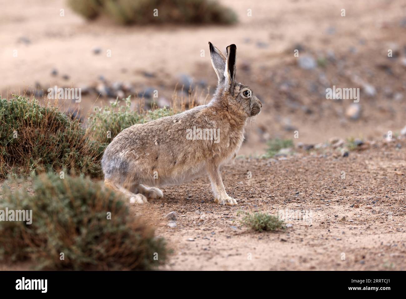 230716 -- MONTAGNE DI ALTUN, 16 luglio 2023 -- questa foto scattata il 10 luglio 2023 mostra una lepre boschiva nella riserva naturale nazionale delle montagne di Altun nella regione autonoma dello Xinjiang Uygur della Cina nordoccidentale. RISERVA NATURALE NAZIONALE DELLE MONTAGNE DI CINA-XINJIANG-ALTUN-ANIMALI SELVATICI CN WANGXPENG PUBLICATIONXNOTXINXCHN Foto Stock