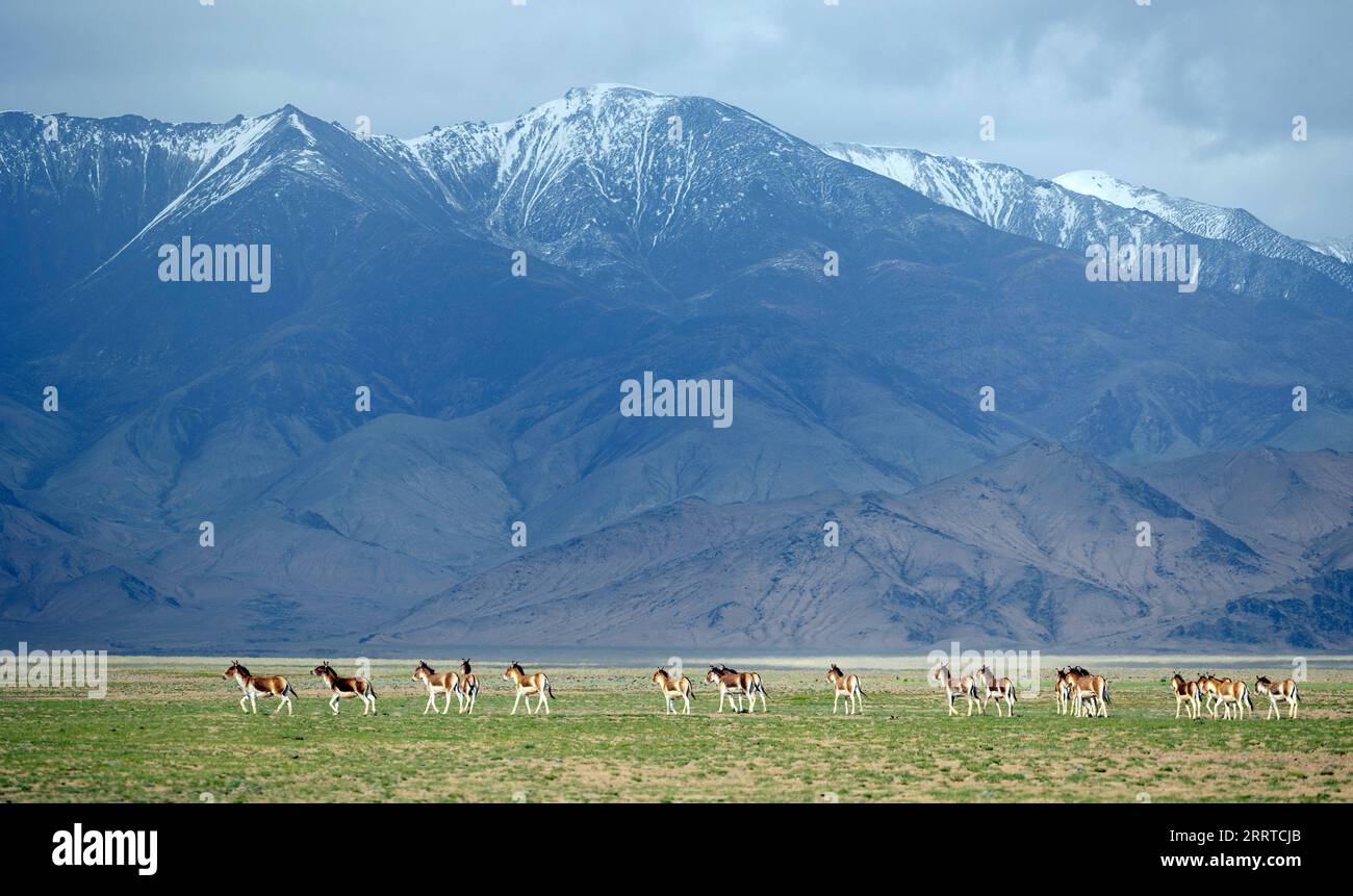 230716 -- MONTAGNE DI ALTUN, 16 luglio 2023 -- questa foto scattata il 30 giugno 2023 mostra asini selvatici tibetani nella riserva naturale nazionale delle montagne di Altun nella regione autonoma dello Xinjiang Uygur della Cina nordoccidentale. RISERVA NATURALE NAZIONALE DELLE MONTAGNE DI CINA-XINJIANG-ALTUN-ANIMALI SELVATICI CN CAIXYANG PUBLICATIONXNOTXINXCHN Foto Stock