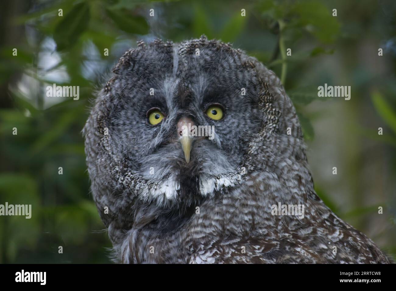 Ritratto della testa di un grande gufo grigio, o grande gufo grigio, Strix nebulosa Foto Stock