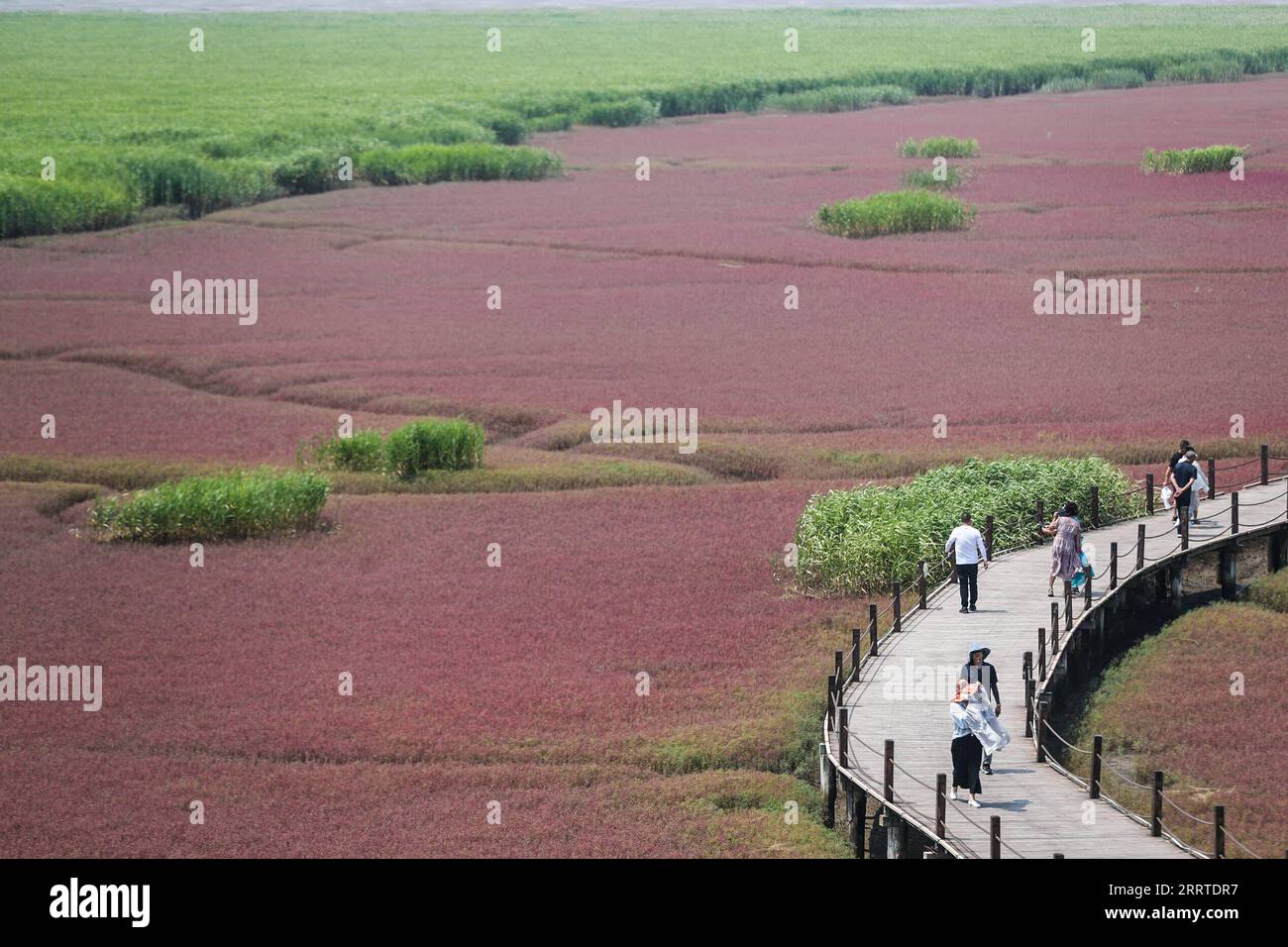 230719 -- PANJIN, 19 luglio 2023 -- i turisti visitano l'area panoramica di Honghaitan Red Beach a Panjin, nella provincia di Liaoning della Cina nord-orientale, 19 luglio 2023. La spiaggia rossa di Honghaitan è famosa per i suoi paesaggi con la pianta rossa della salsa Suaeda, una delle poche specie di piante che possono vivere in terreni altamente alcalini. CHINA-LIAONING-PANJIN-RED BEACH-TOURISM CN PANXYULONG PUBLICATIONXNOTXINXCHN Foto Stock