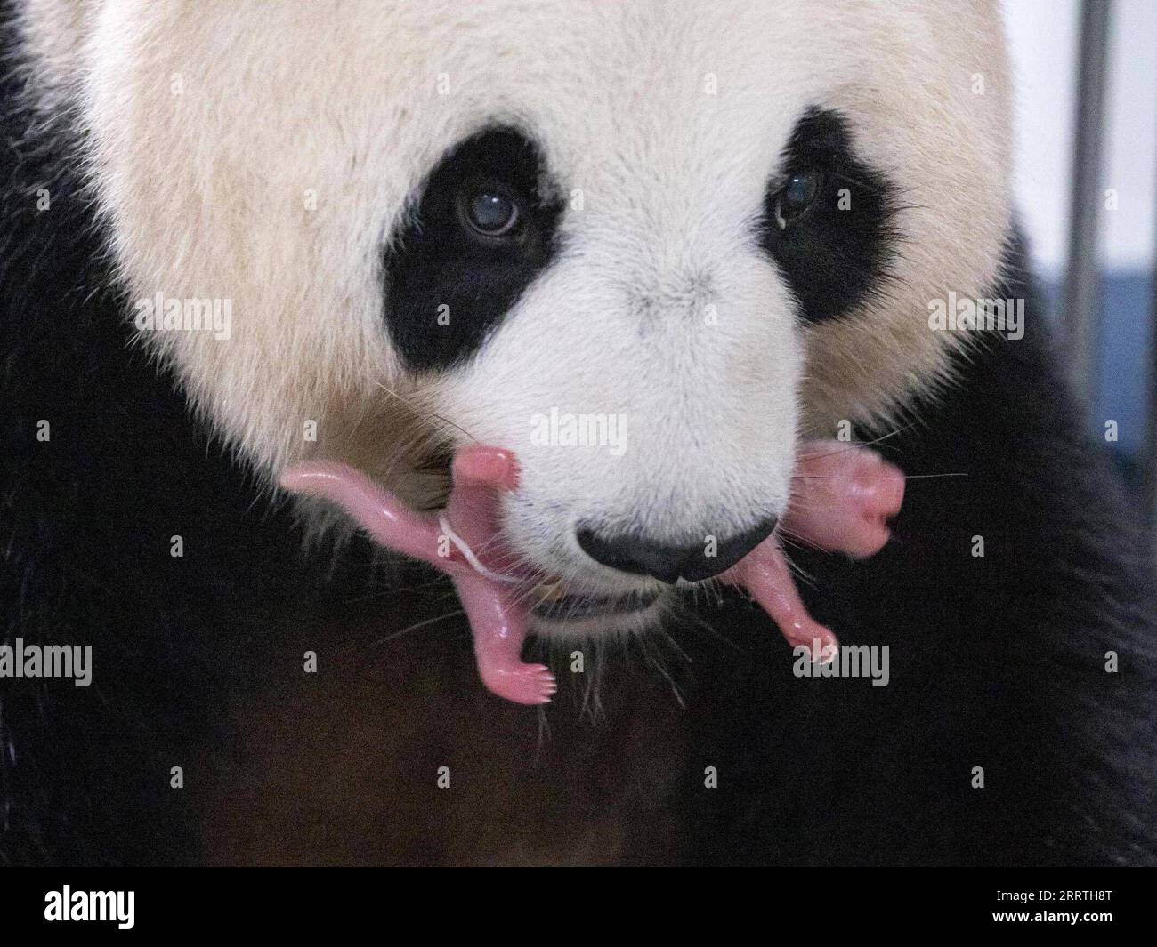 230711 -- SEOUL, 11 luglio 2023 -- panda gigante ai Bao e il suo cucciolo sono raffigurati a Yongin, Corea del Sud, 7 luglio 2023. Ai Bao, un panda gigante affittato dalla Cina alla Corea del Sud sette anni fa, ha dato alla luce cuccioli gemelli il 7 luglio. /Handout via Xinhua COREA DEL SUD-GIGANTE PANDA-TWIN-BIRTH EverlandxResort PUBLICATIONxNOTxINxCHN Foto Stock