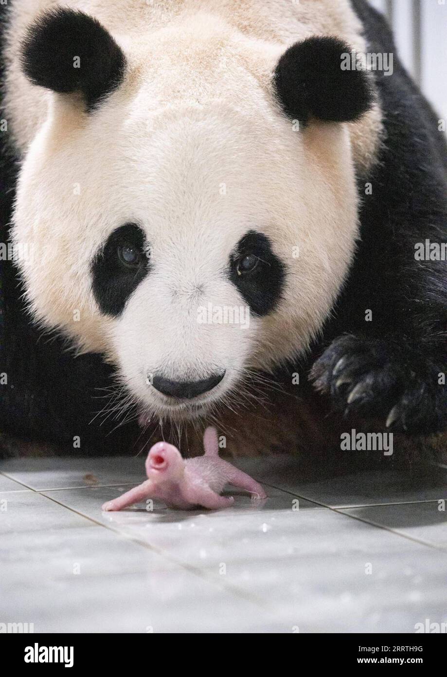 230711 -- SEOUL, 11 luglio 2023 -- panda gigante ai Bao e il suo cucciolo sono raffigurati a Yongin, Corea del Sud, 7 luglio 2023. Ai Bao, un panda gigante affittato dalla Cina alla Corea del Sud sette anni fa, ha dato alla luce cuccioli gemelli il 7 luglio. /Handout via Xinhua COREA DEL SUD-GIGANTE PANDA-TWIN-BIRTH EverlandxResort PUBLICATIONxNOTxINxCHN Foto Stock