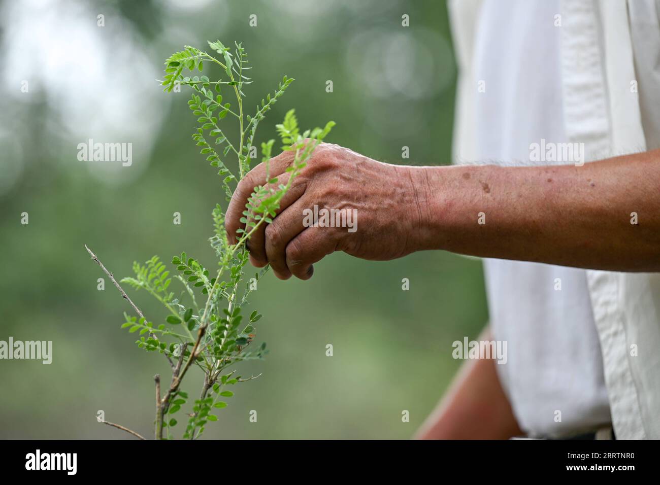 230803 -- TONGLIAO, 3 agosto 2023 -- Bai Shun tocca uno stabilimento Caragana a Bulteger Gacha, Horqin ala sinistra bandiera posteriore della città di Tongliao, regione autonoma della Mongolia interna della Cina settentrionale, 2 agosto 2023. Situato nel centro della Horqin Sandy Land, Bulteger Gacha, un piccolo villaggio nella bandiera posteriore dell'ala sinistra di Horqin della città di Tongliao, soffriva di desertificazione. Dal 2002, Bai Shun, un contadino mongolo locale, ha portato la sua famiglia a radicare in questo villaggio e a dedicarsi al controllo della desertificazione. Il tasso di sopravvivenza degli alberi piantati era basso all'inizio a causa della mancanza di esperienc Foto Stock
