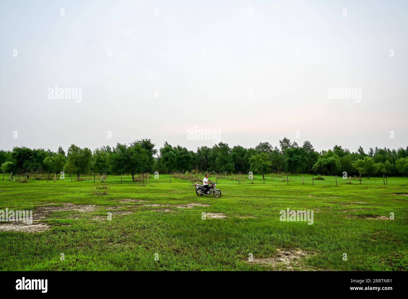 230803 -- TONGLIAO, 3 agosto 2023 -- Bai Shun S Son pattuglia una foresta in Bulteger Gacha, Horqin Left Wing Rear Banner of Tongliao City, regione autonoma della Mongolia interna della Cina settentrionale, 2 agosto 2023. Situato nel centro della Horqin Sandy Land, Bulteger Gacha, un piccolo villaggio nella bandiera posteriore dell'ala sinistra di Horqin della città di Tongliao, soffriva di desertificazione. Dal 2002, Bai Shun, un contadino mongolo locale, ha portato la sua famiglia a radicare in questo villaggio e a dedicarsi al controllo della desertificazione. Il tasso di sopravvivenza degli alberi piantati era basso all'inizio a causa della mancanza di esperienza Foto Stock